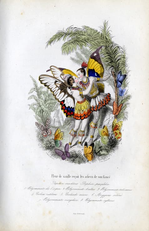 Paphia Butterfly (Artistic Representation)