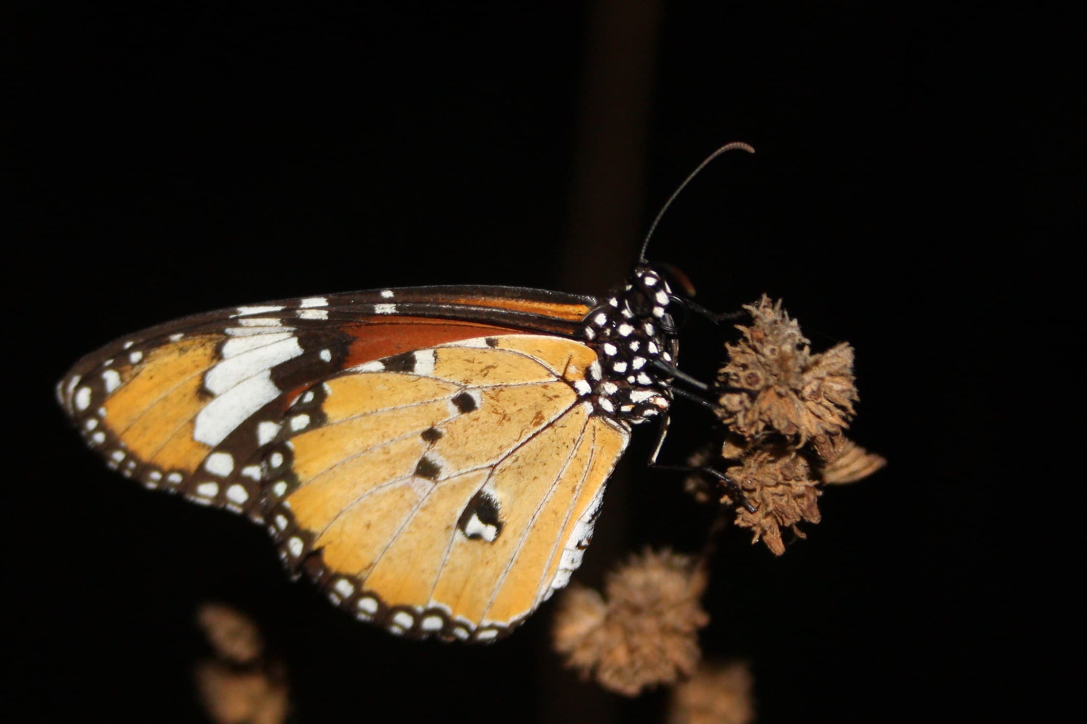 Danaus chrysippus