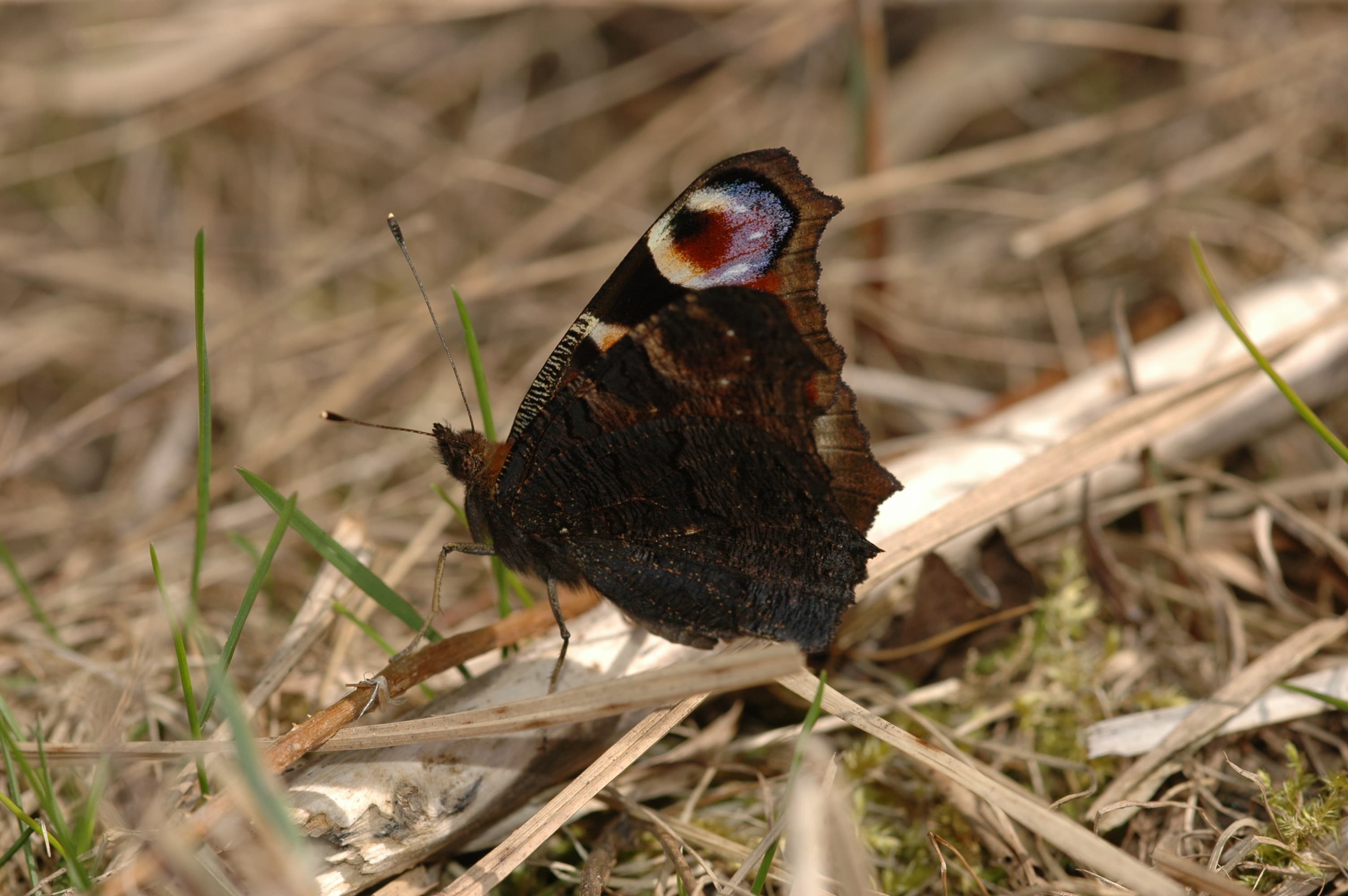 Peacock Butterfly