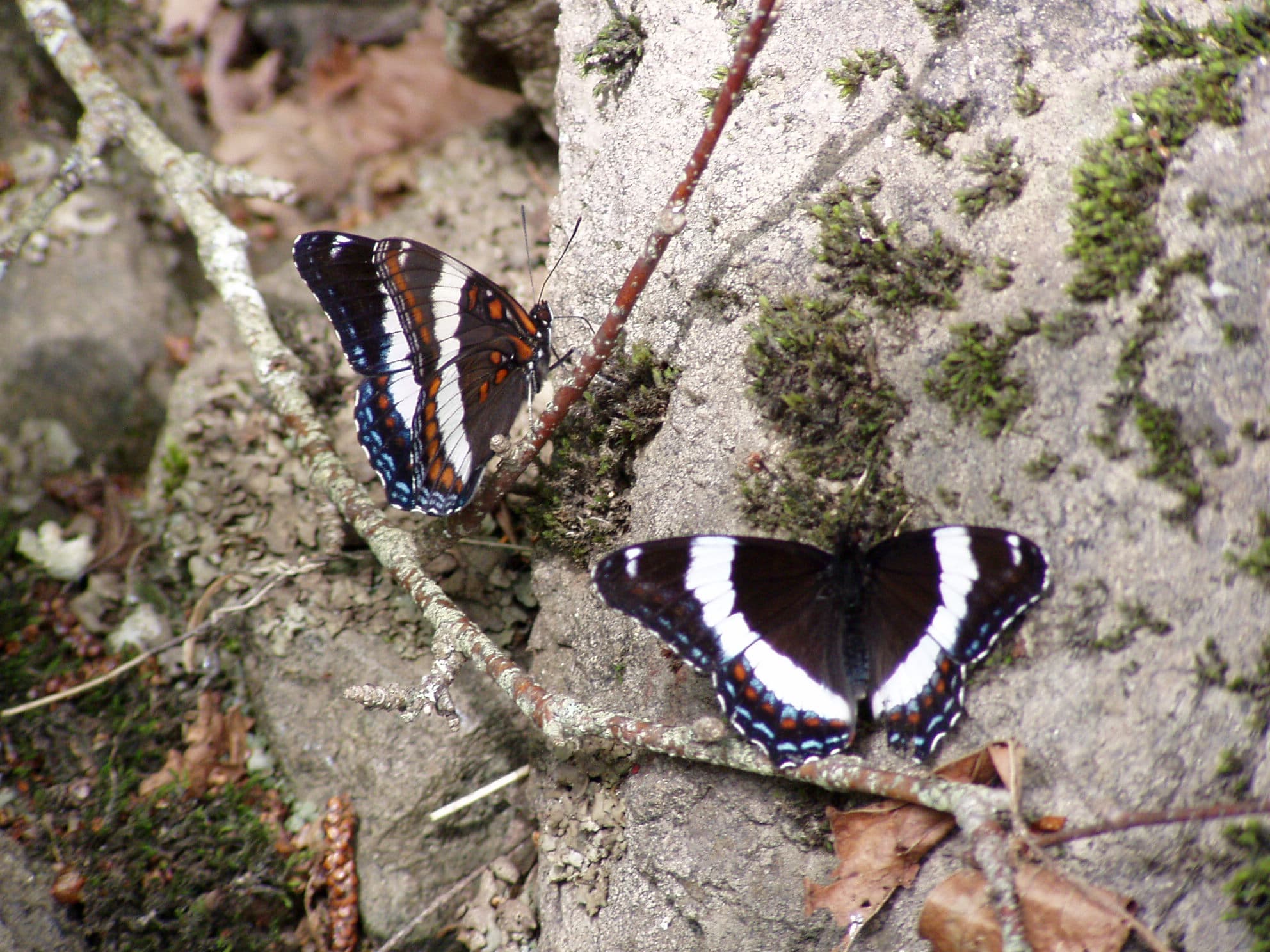 Red-spotted Purple