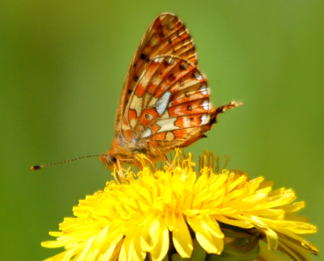 Boloria euphrosyne