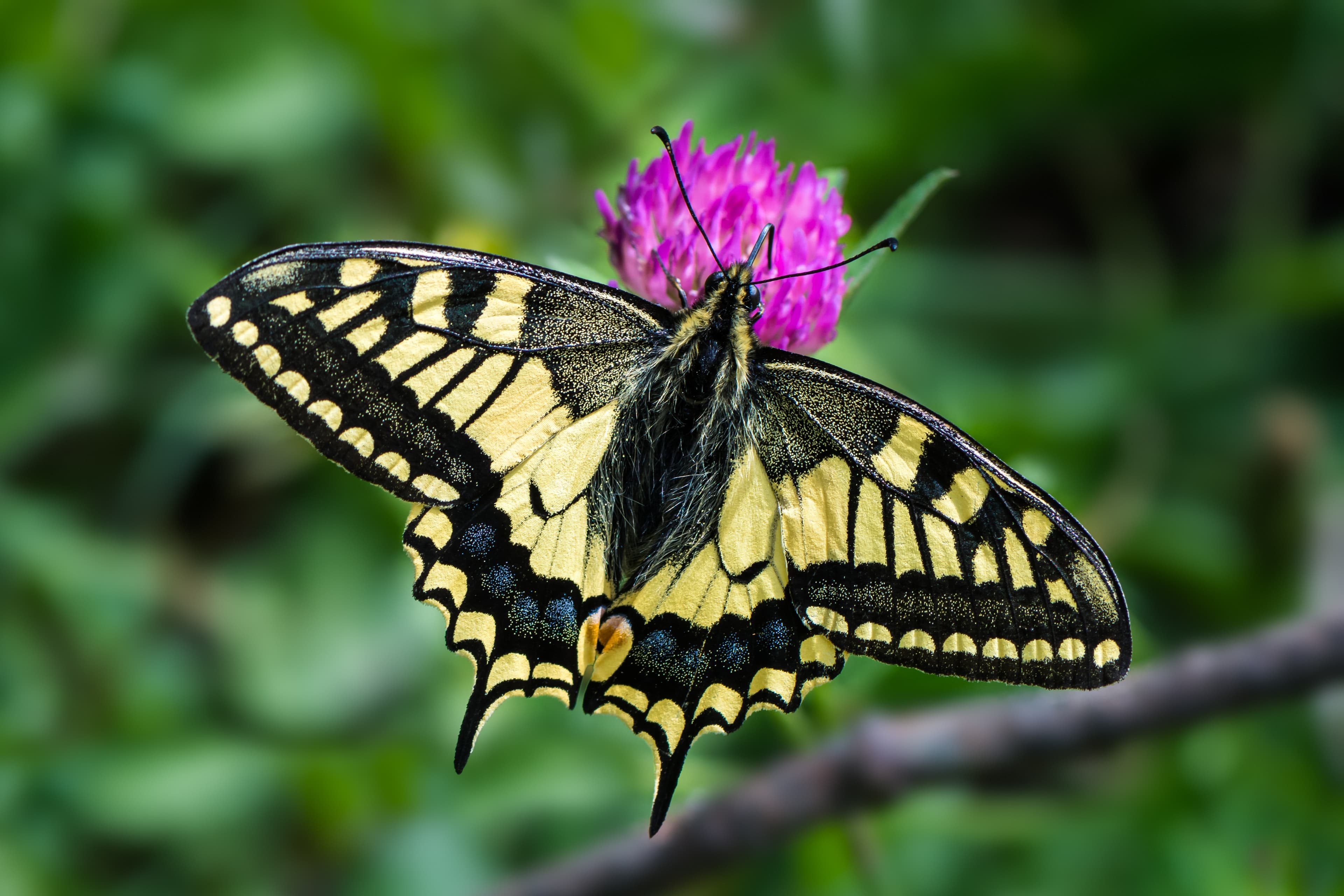 Papilio machaon