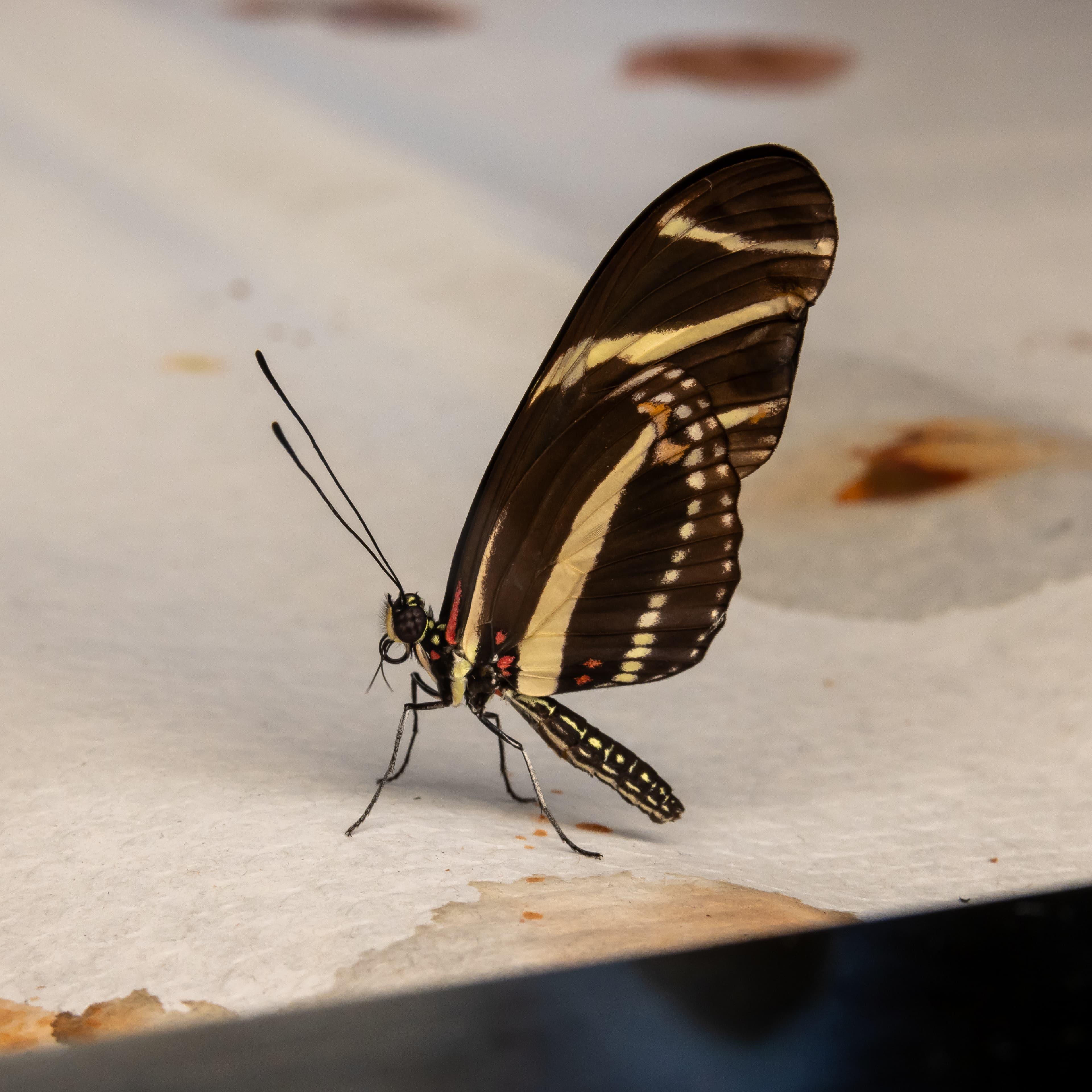 Heliconius charithonia