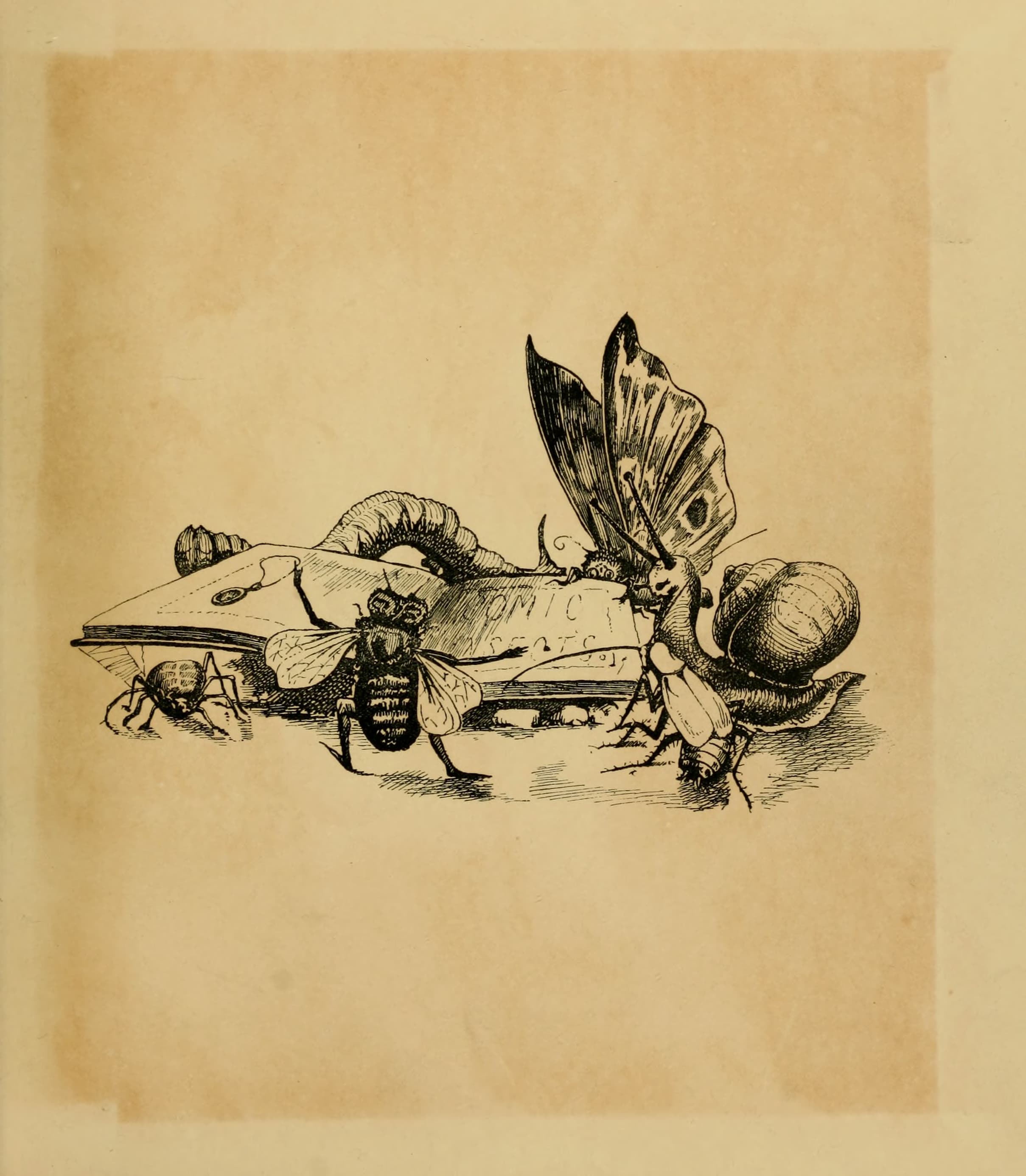 Generic Butterfly/Moth Illustration