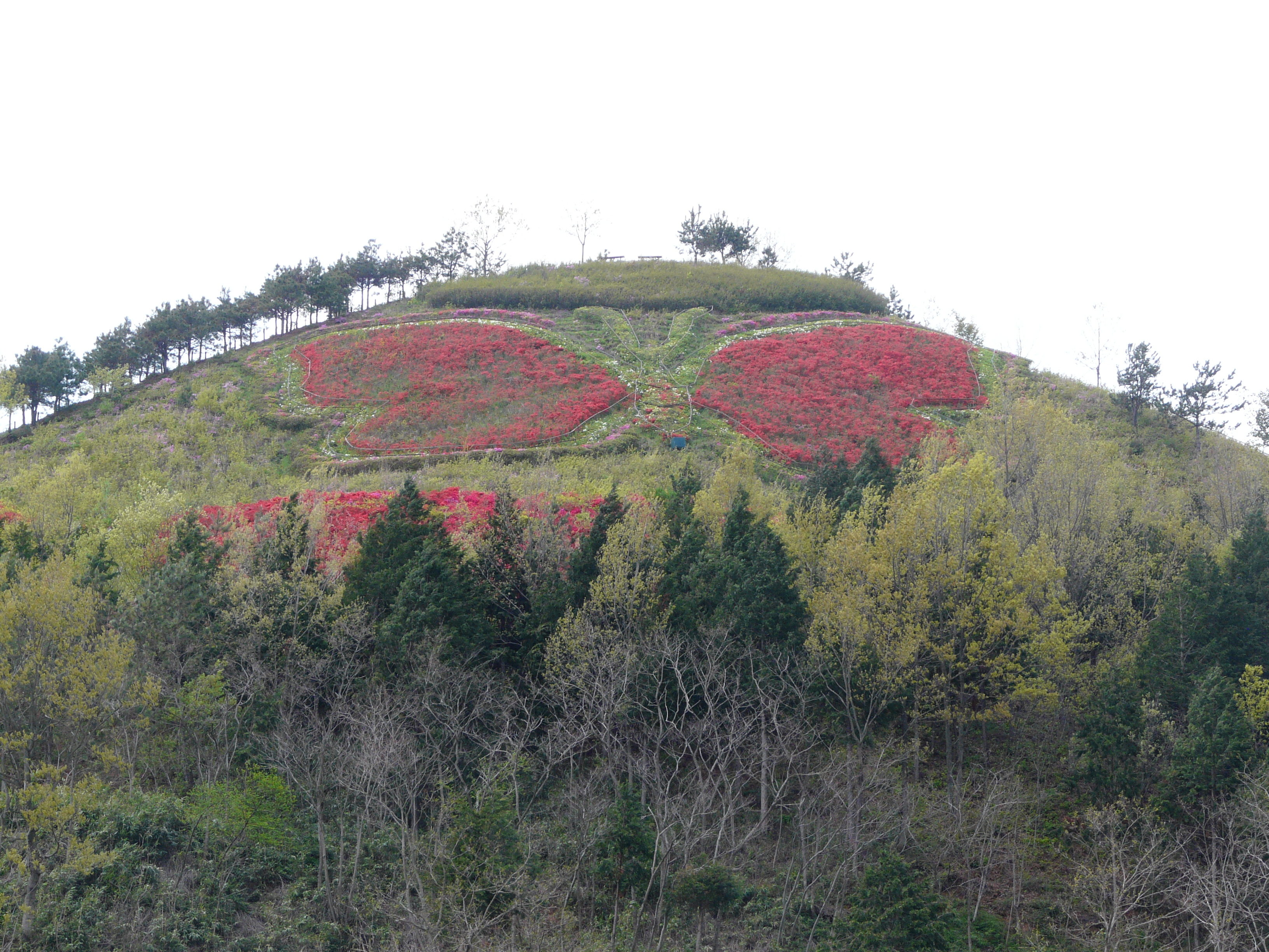 N/A (Artistic flower display)