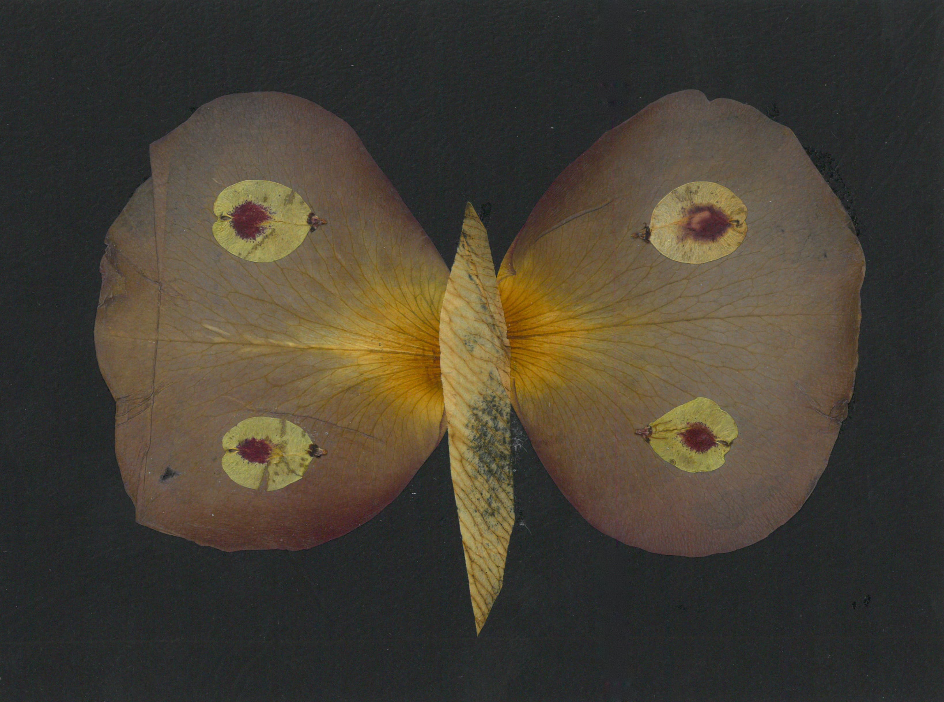 Artistic representation of a butterfly (Pétalographie)