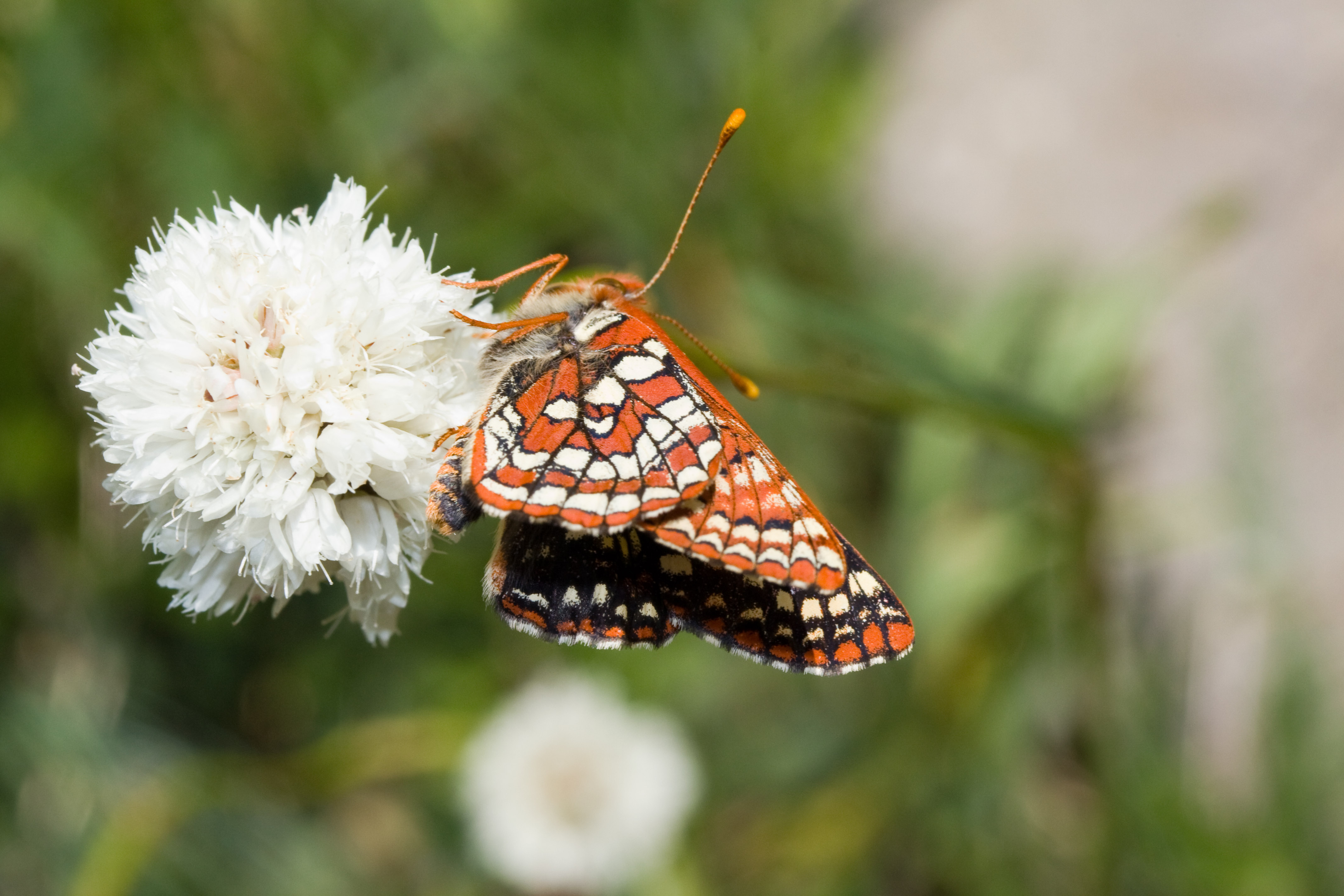 Euphydryas editha