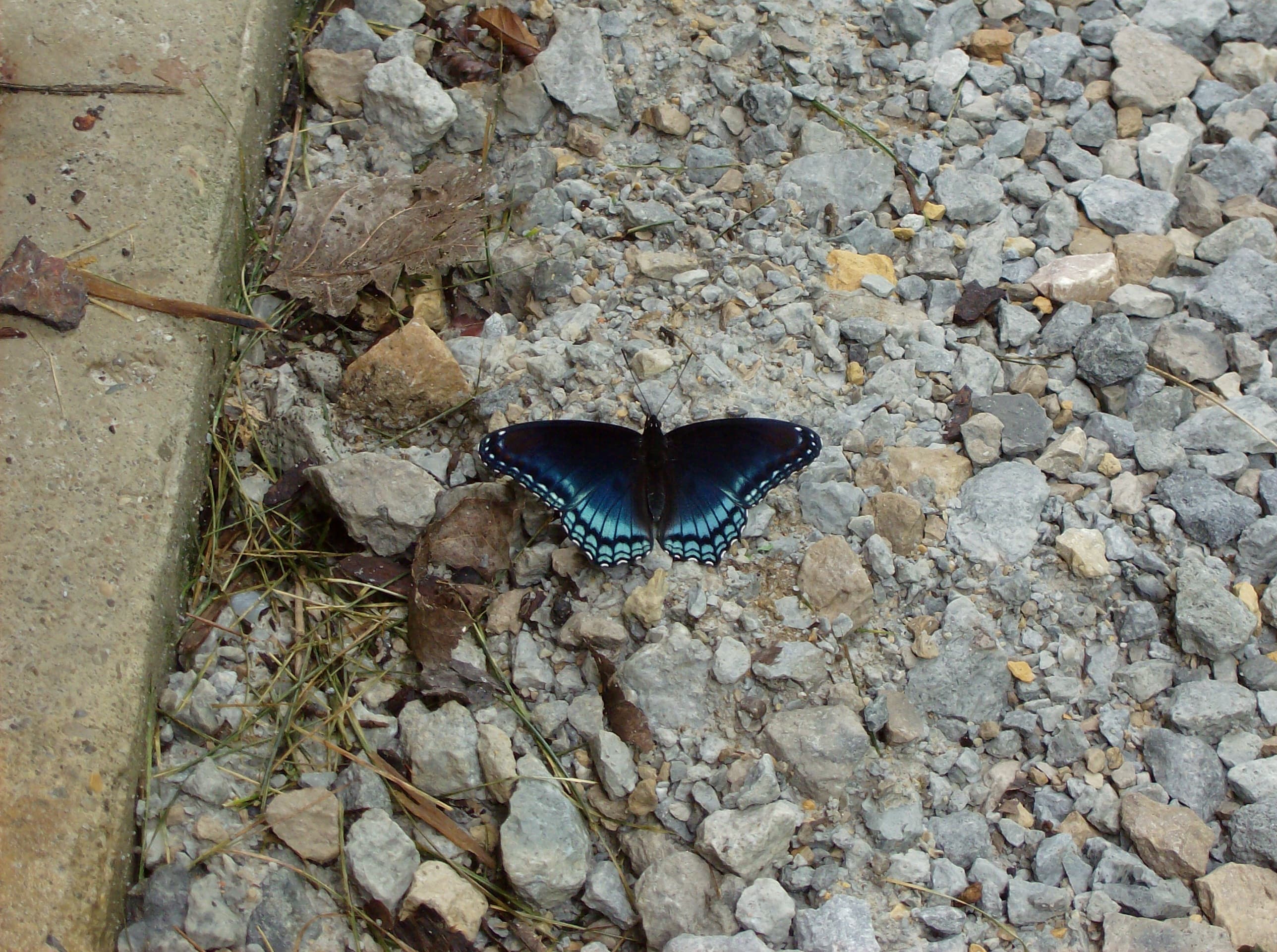 Limenitis arthemis astyanax