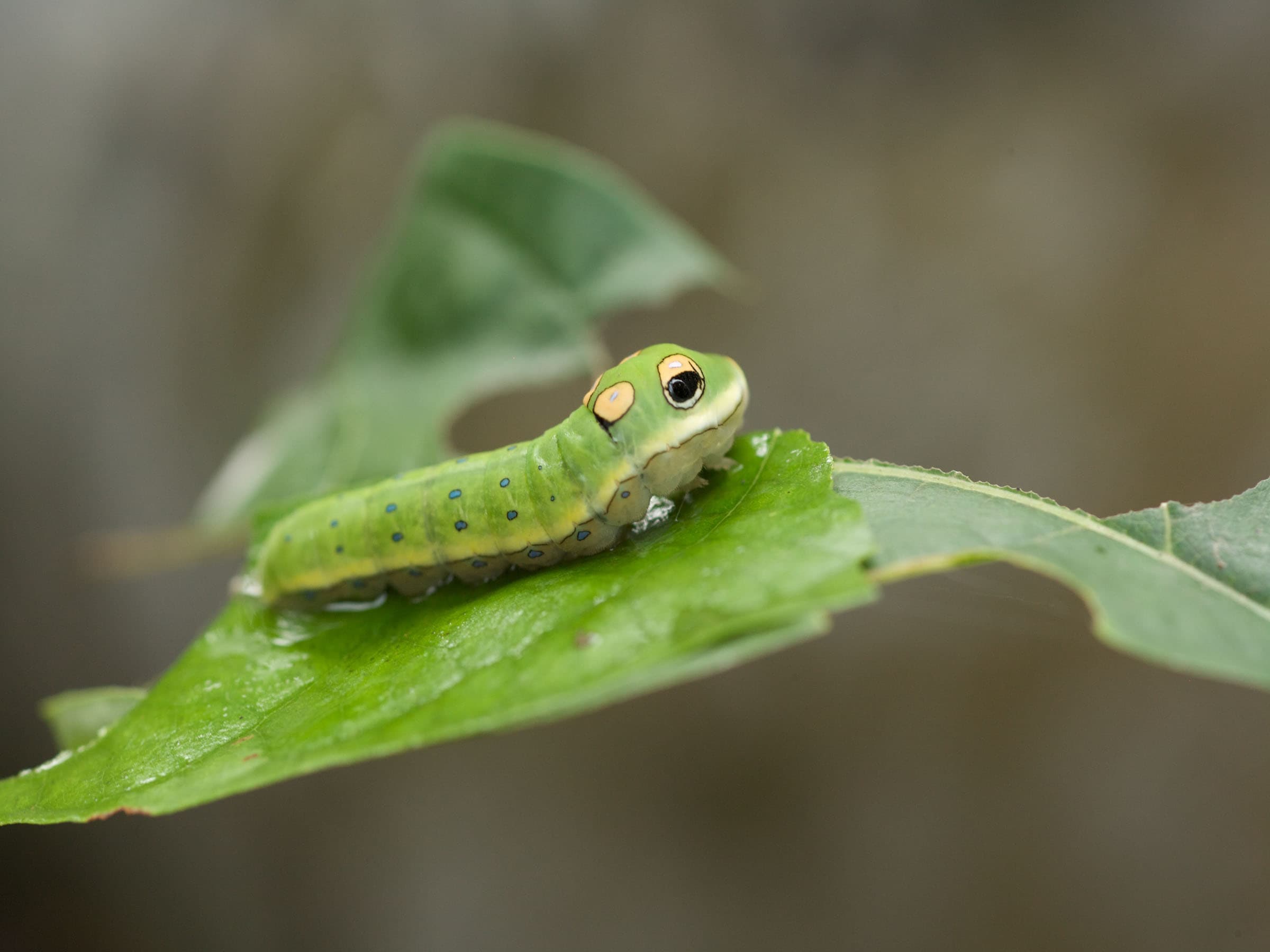 Spicebush Swallowtail