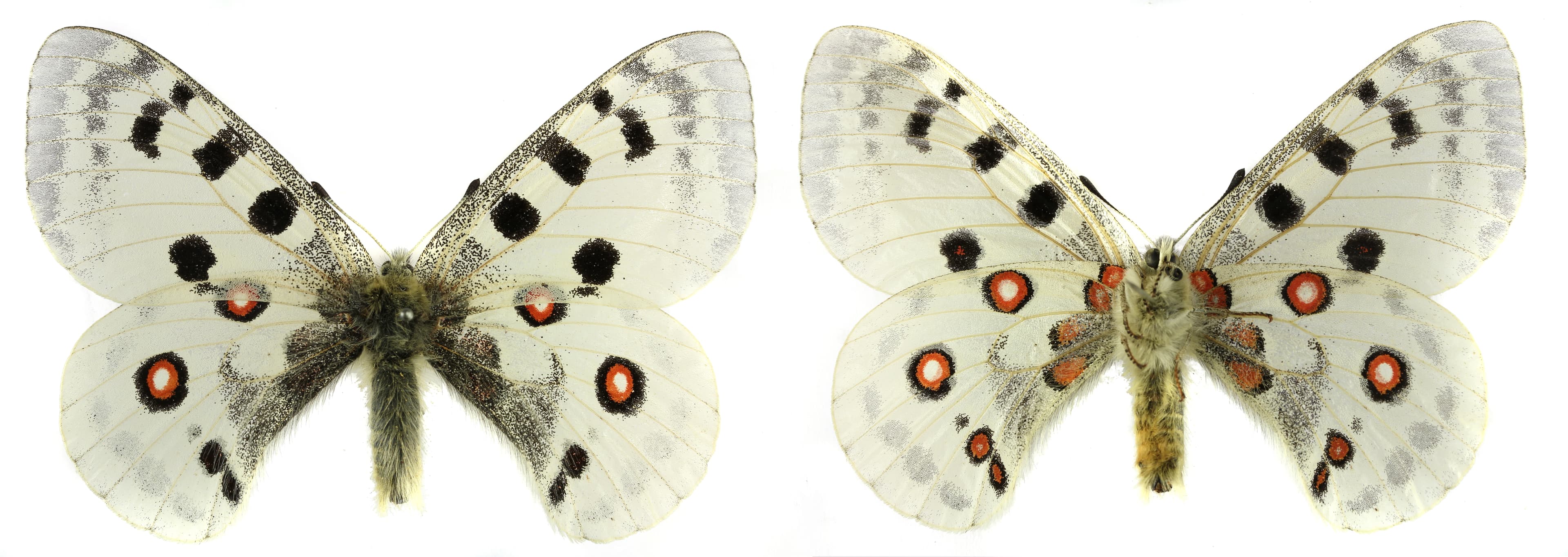 Parnassius apollo