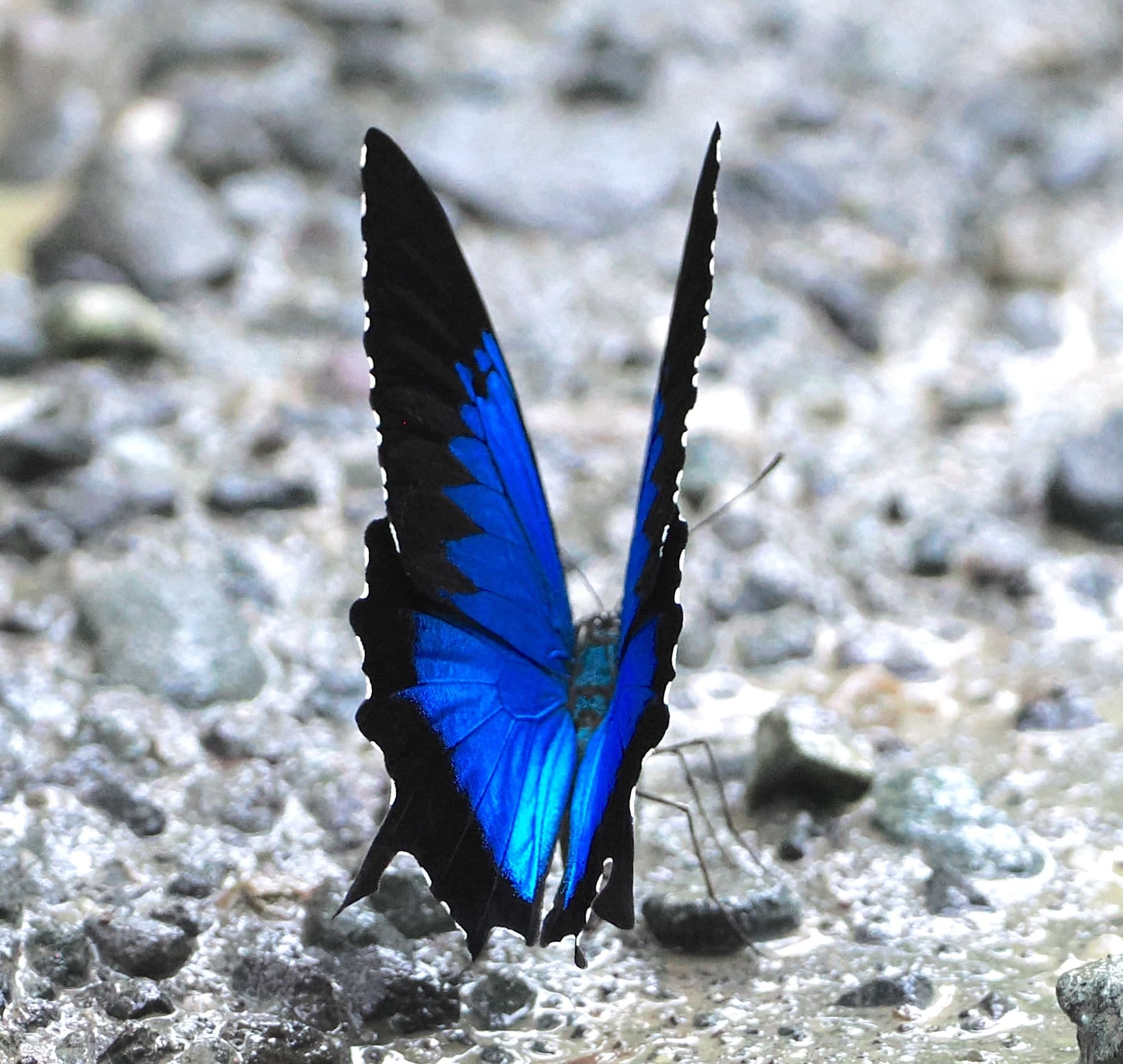 Ulysses Butterfly