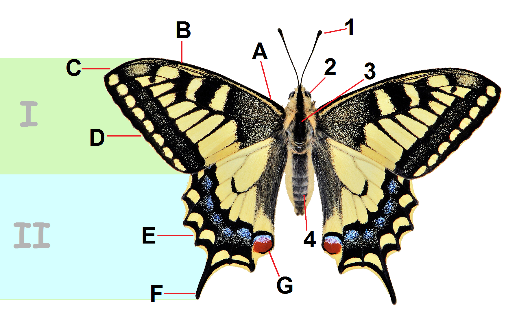 Papilio machaon