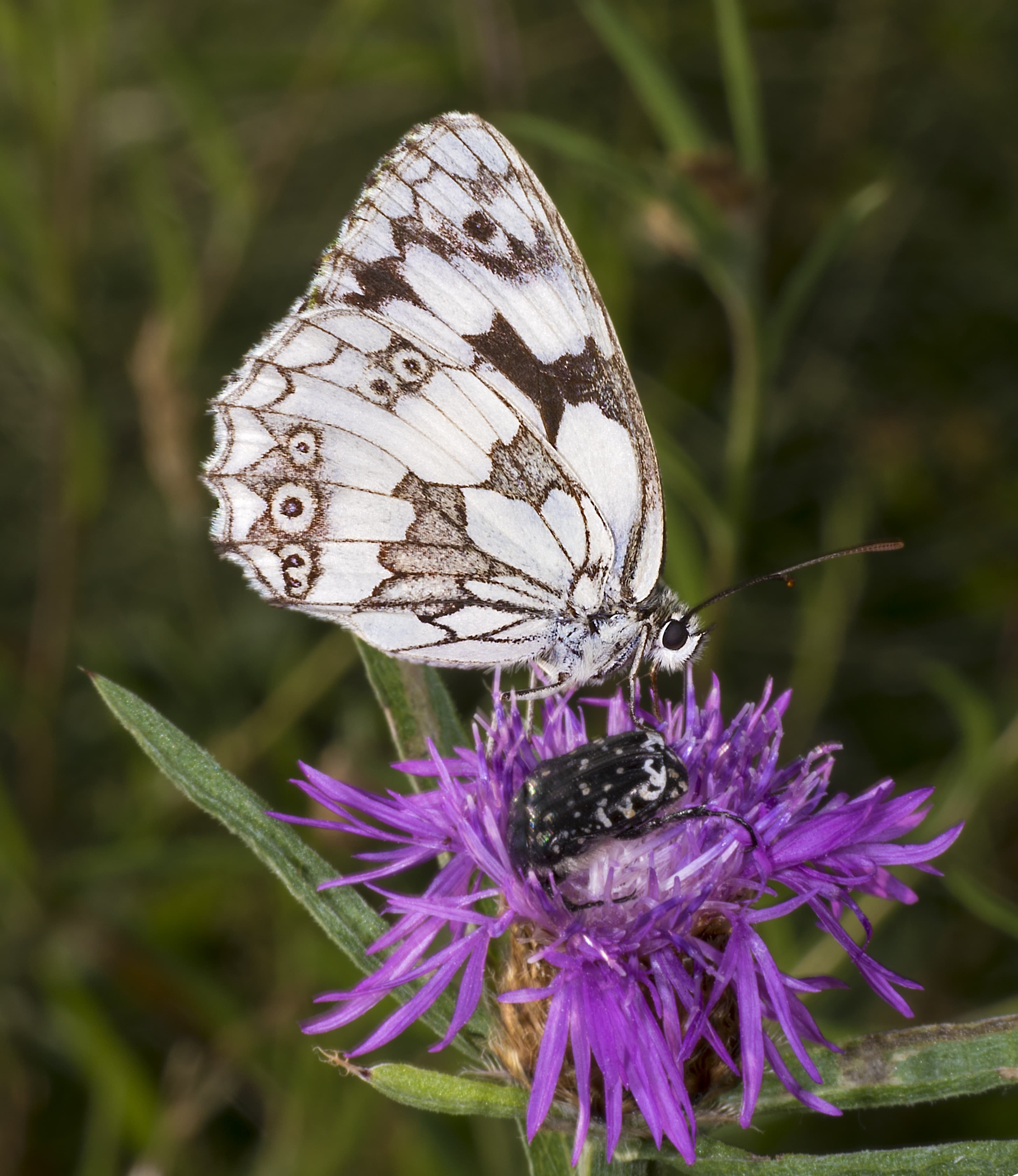 Melanargia galathea