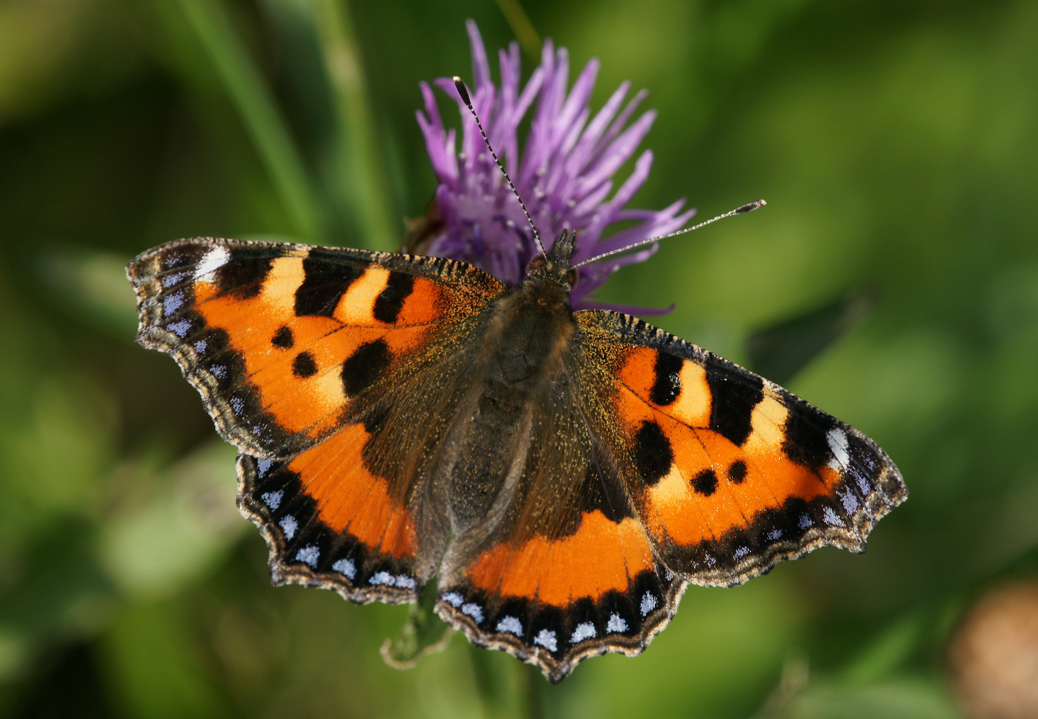 Aglais urticae