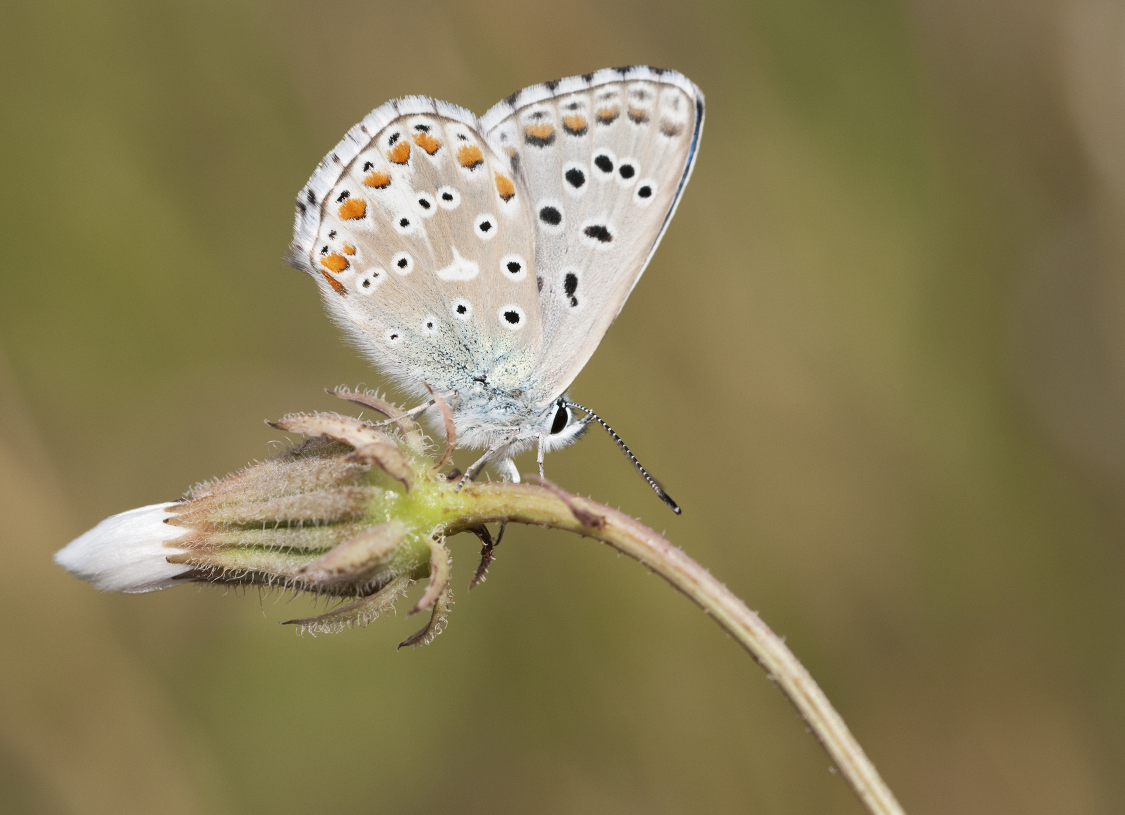 Polyommatus bellargus