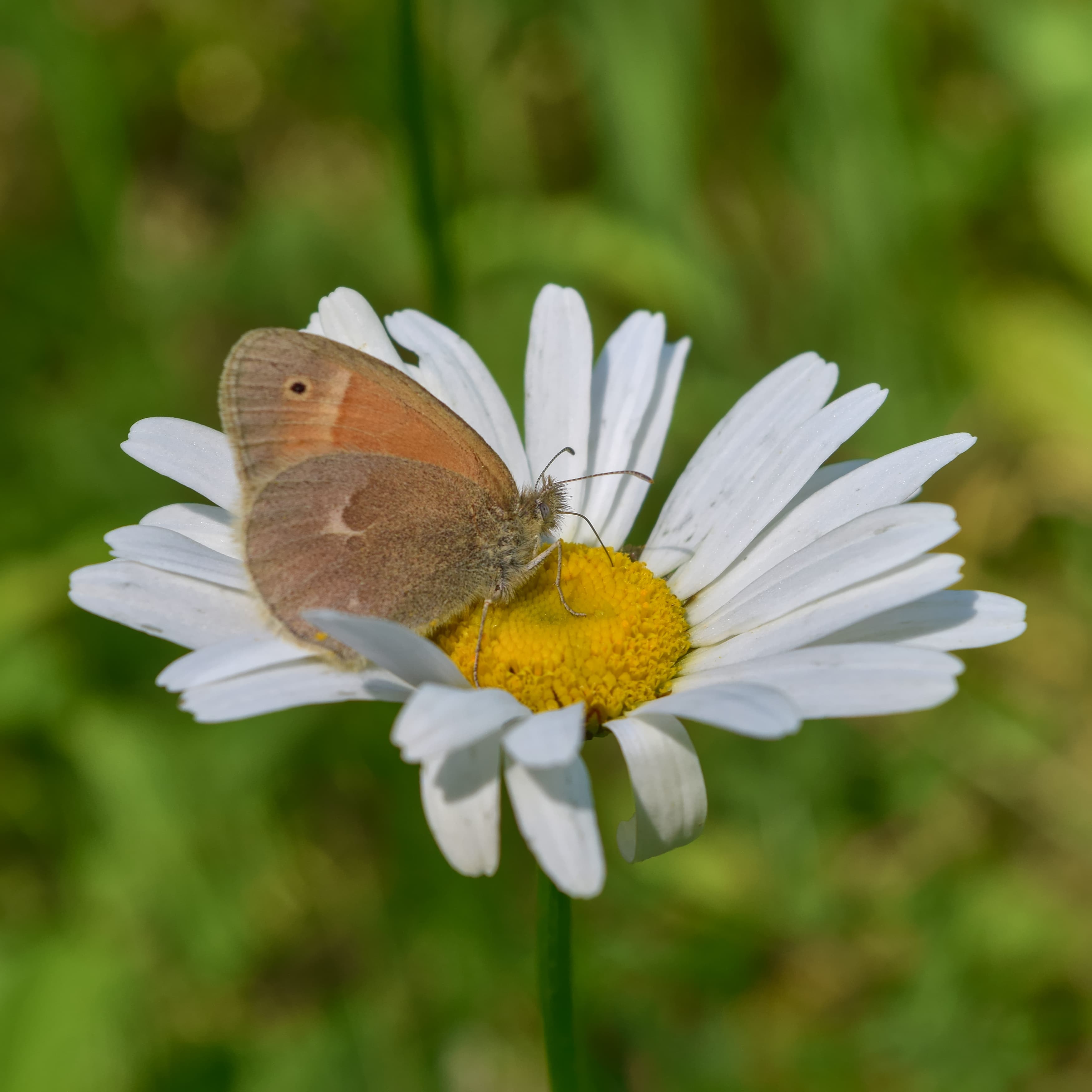 Coenonympha tullia