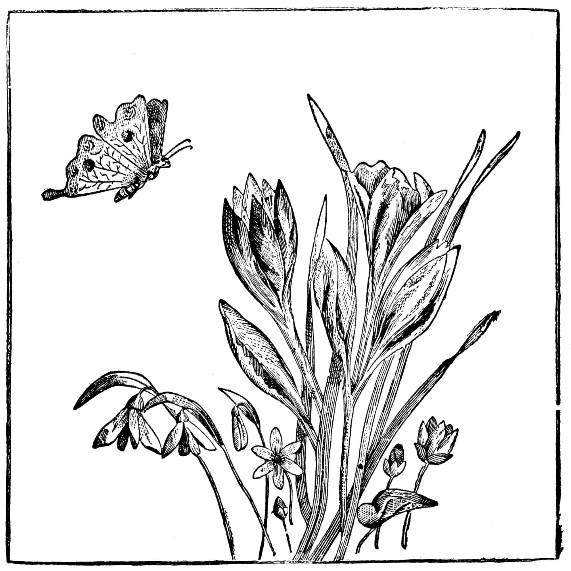 Unknown Butterfly Species