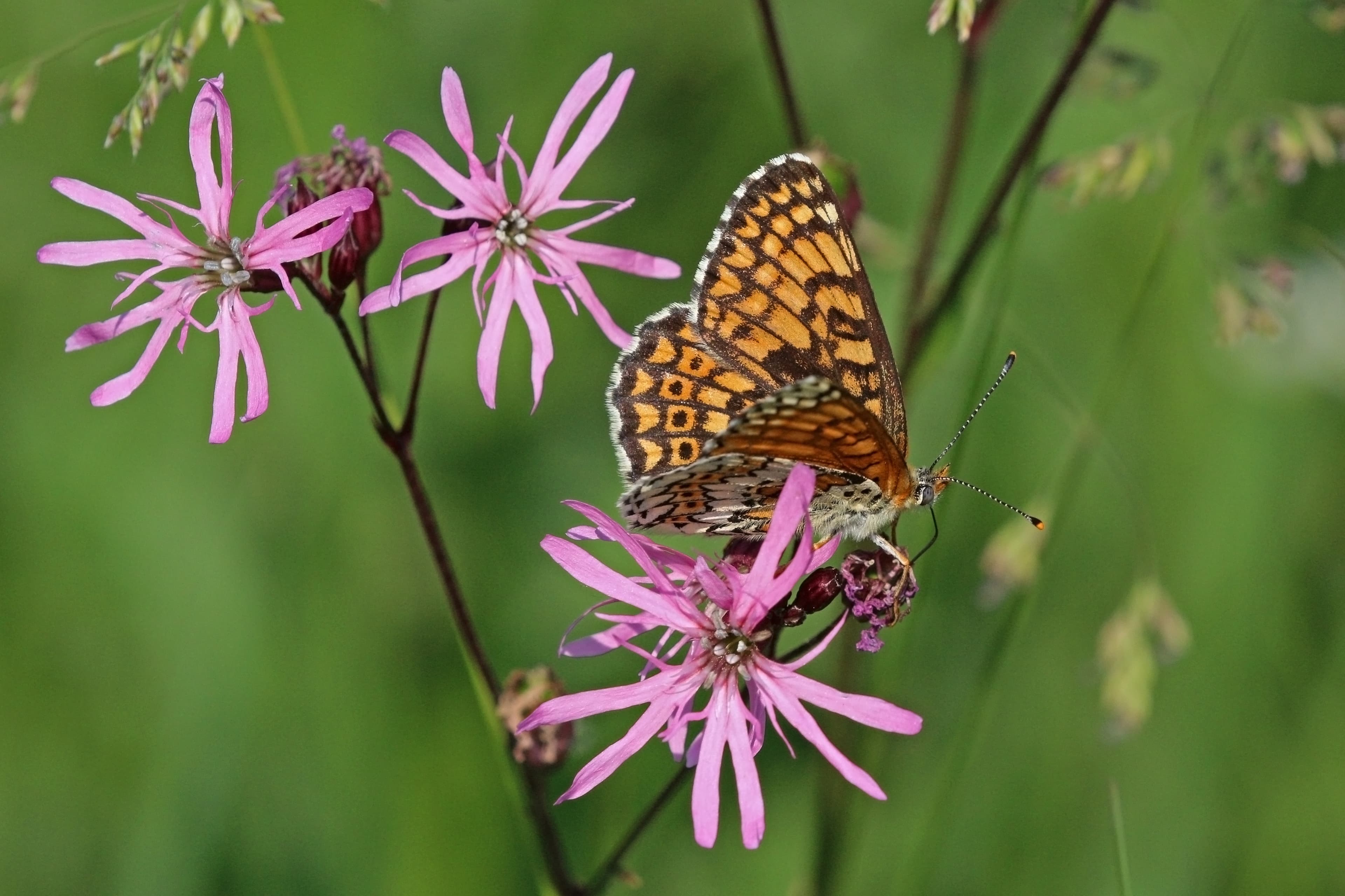 Melitaea cinxia