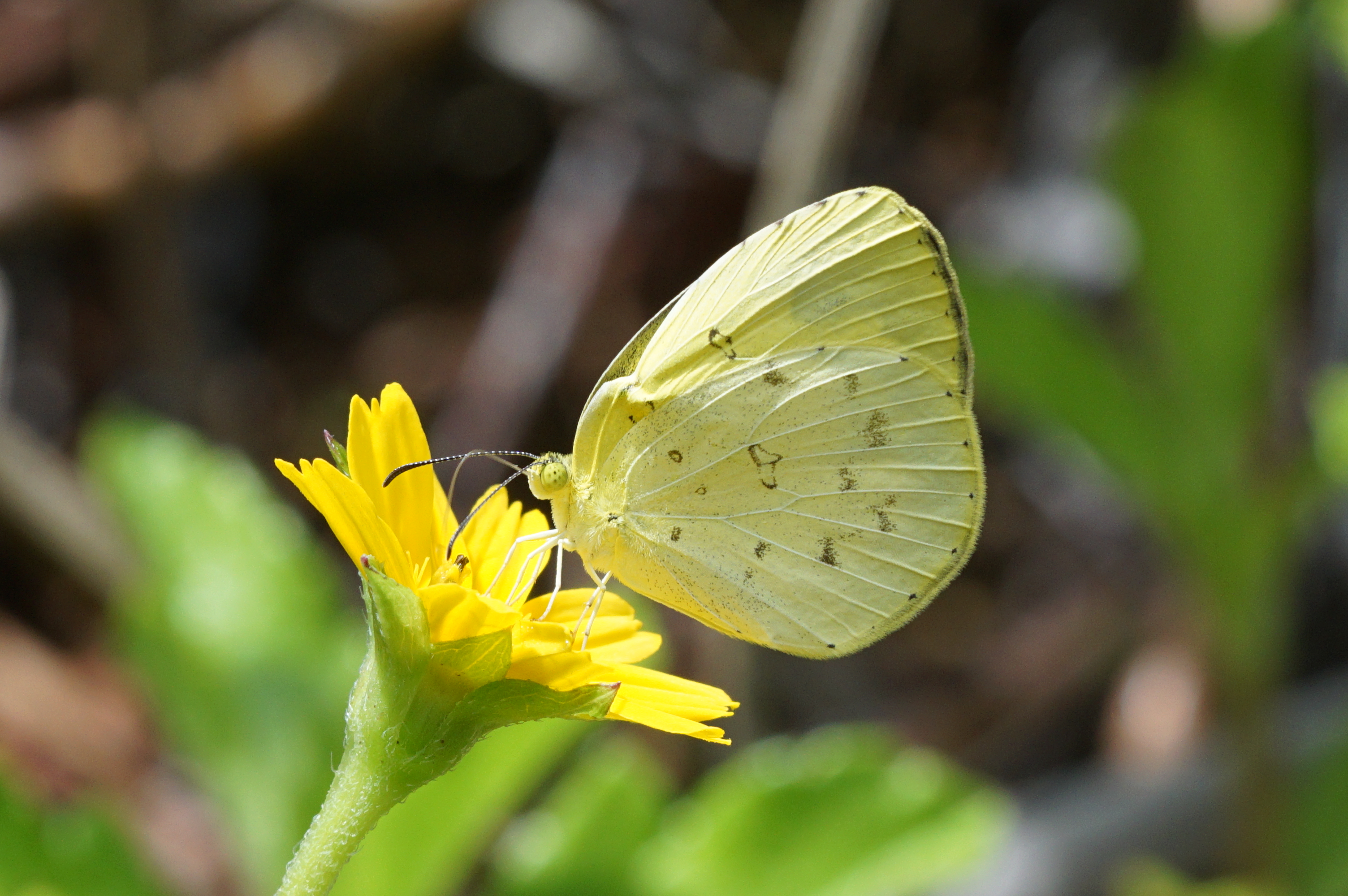 Eurema hecabe
