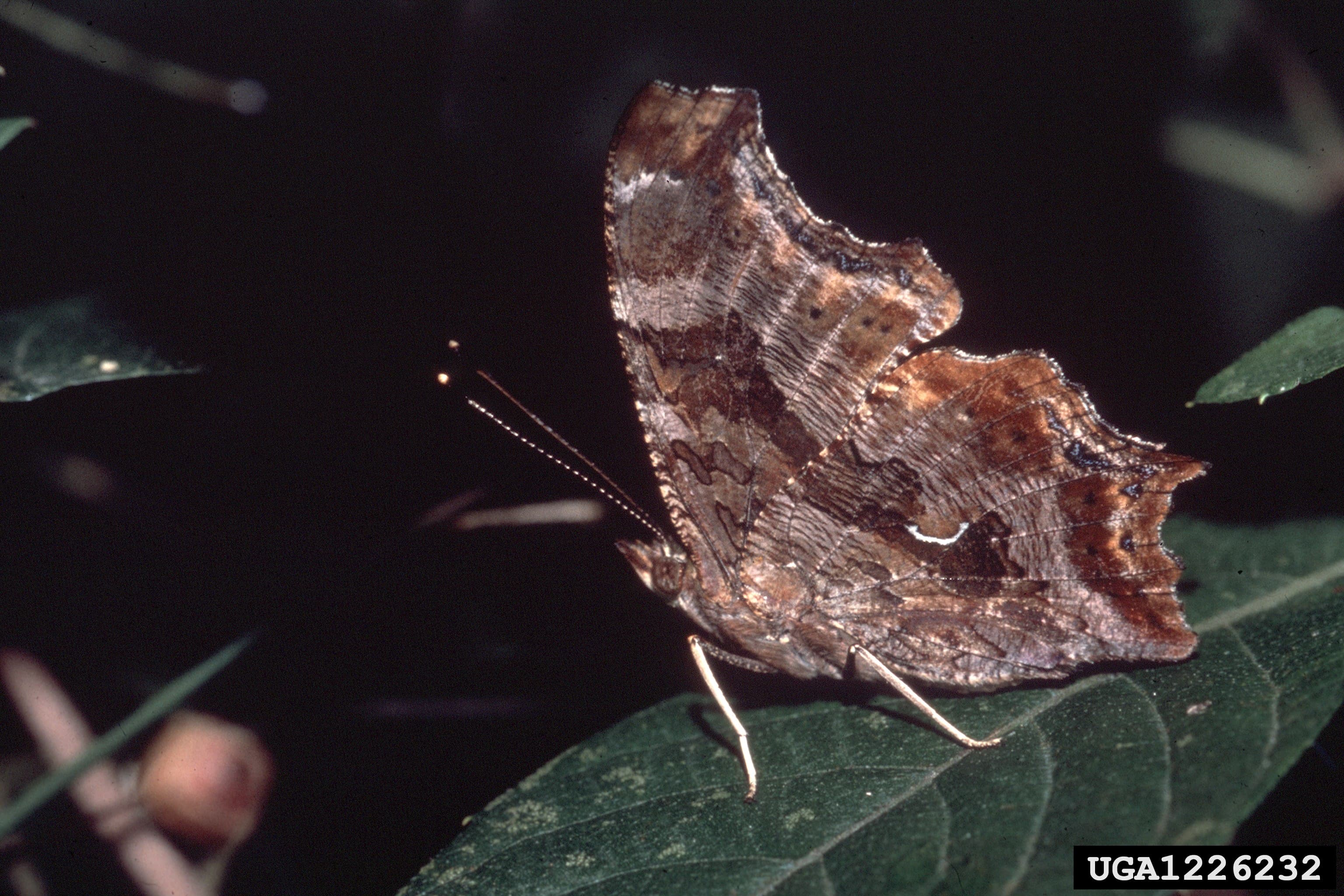 Polygonia progne