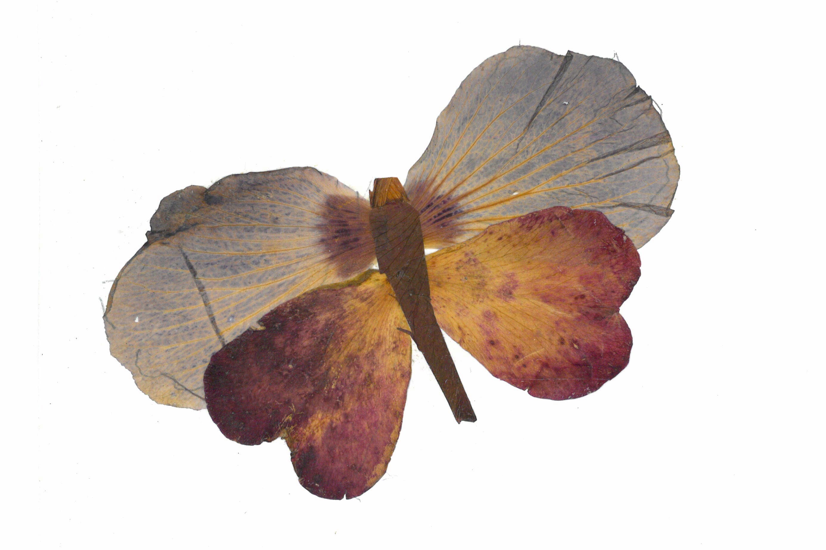 Petalography Butterfly Artwork