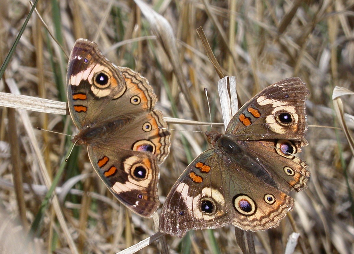 Junonia coenia