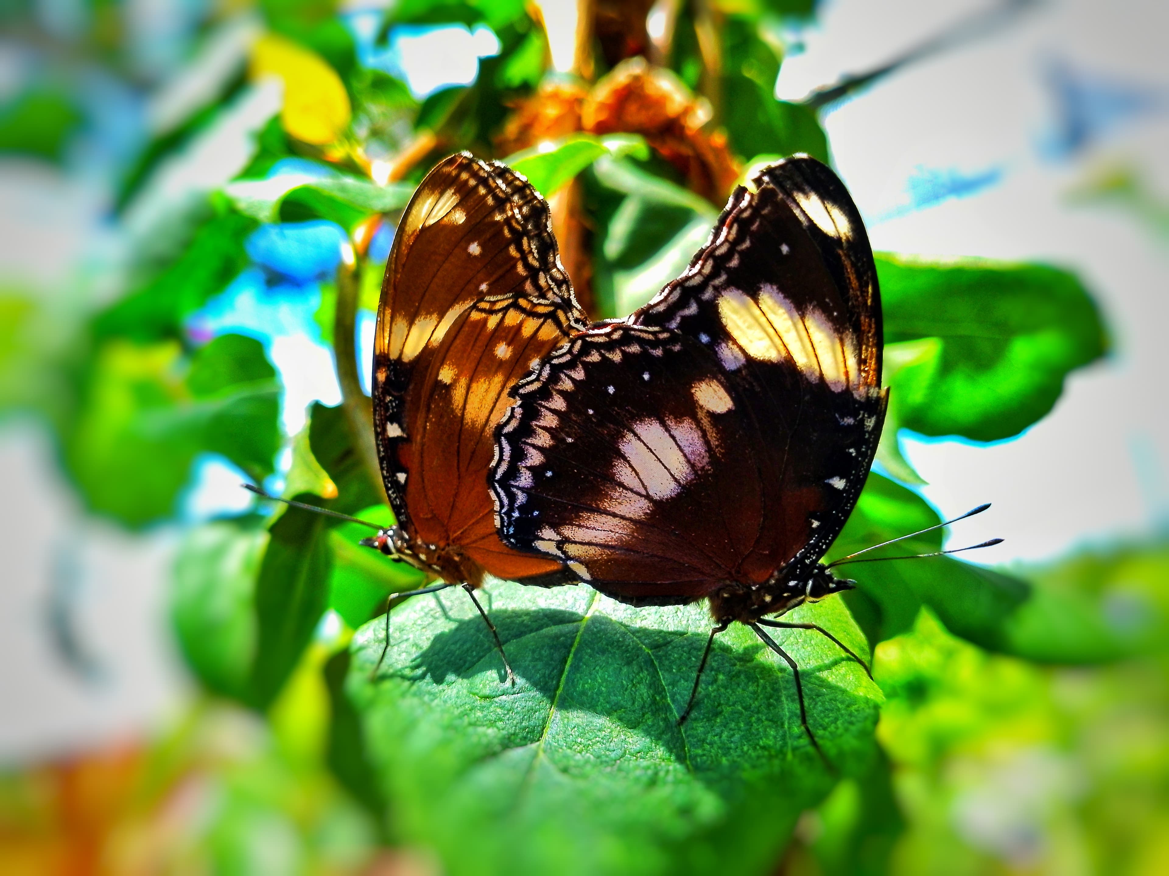 Great Eggfly