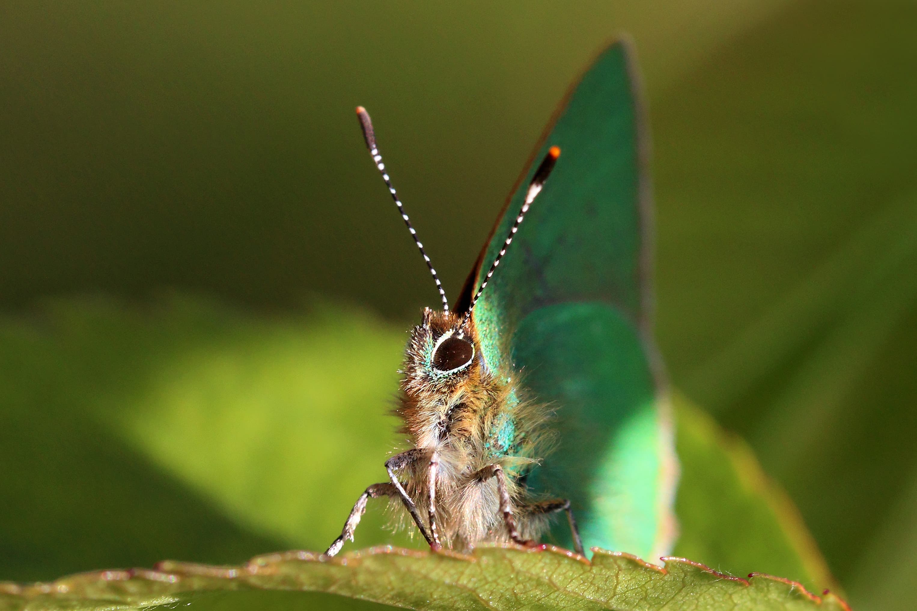 Callophrys rubi