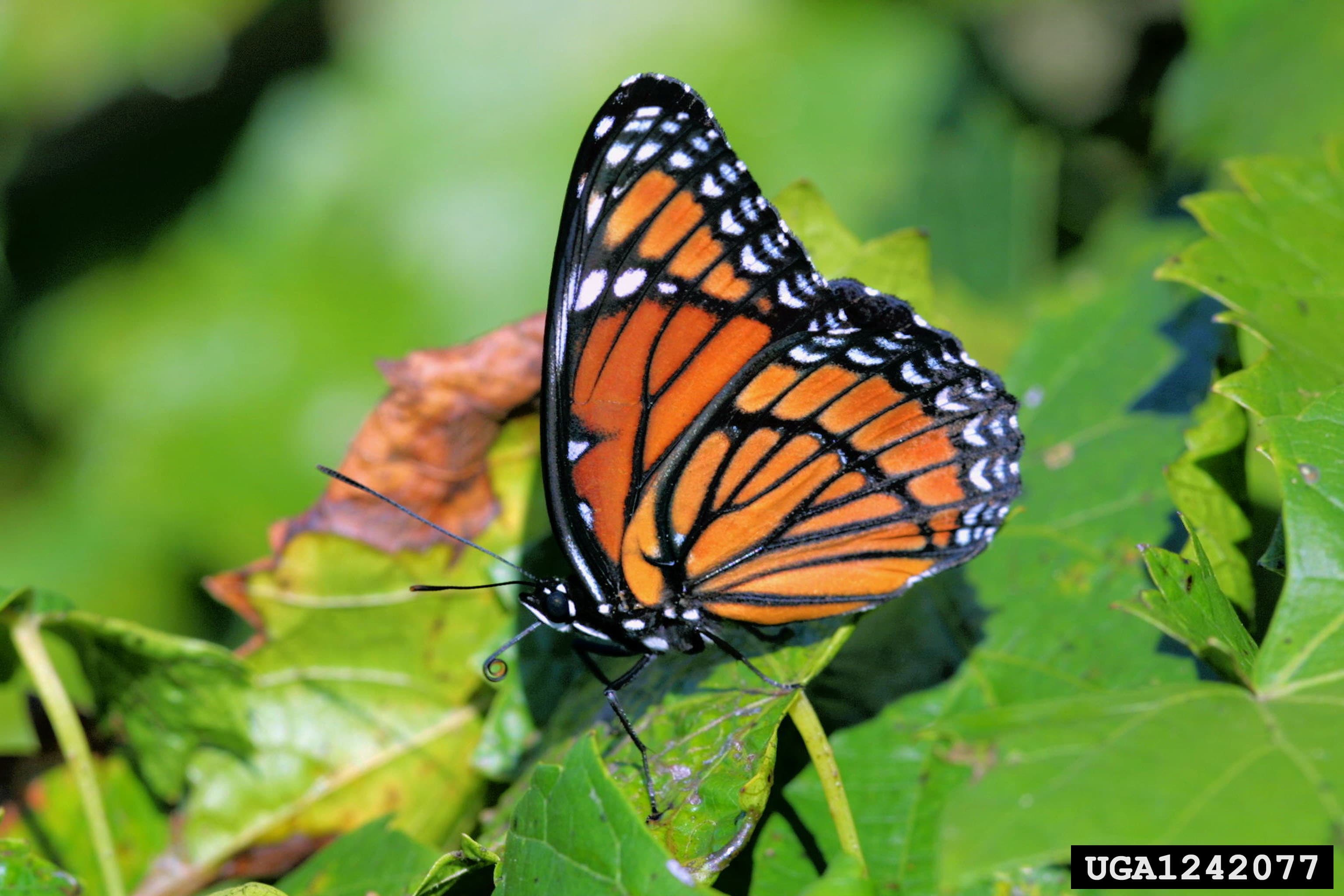 Limenitis archippus