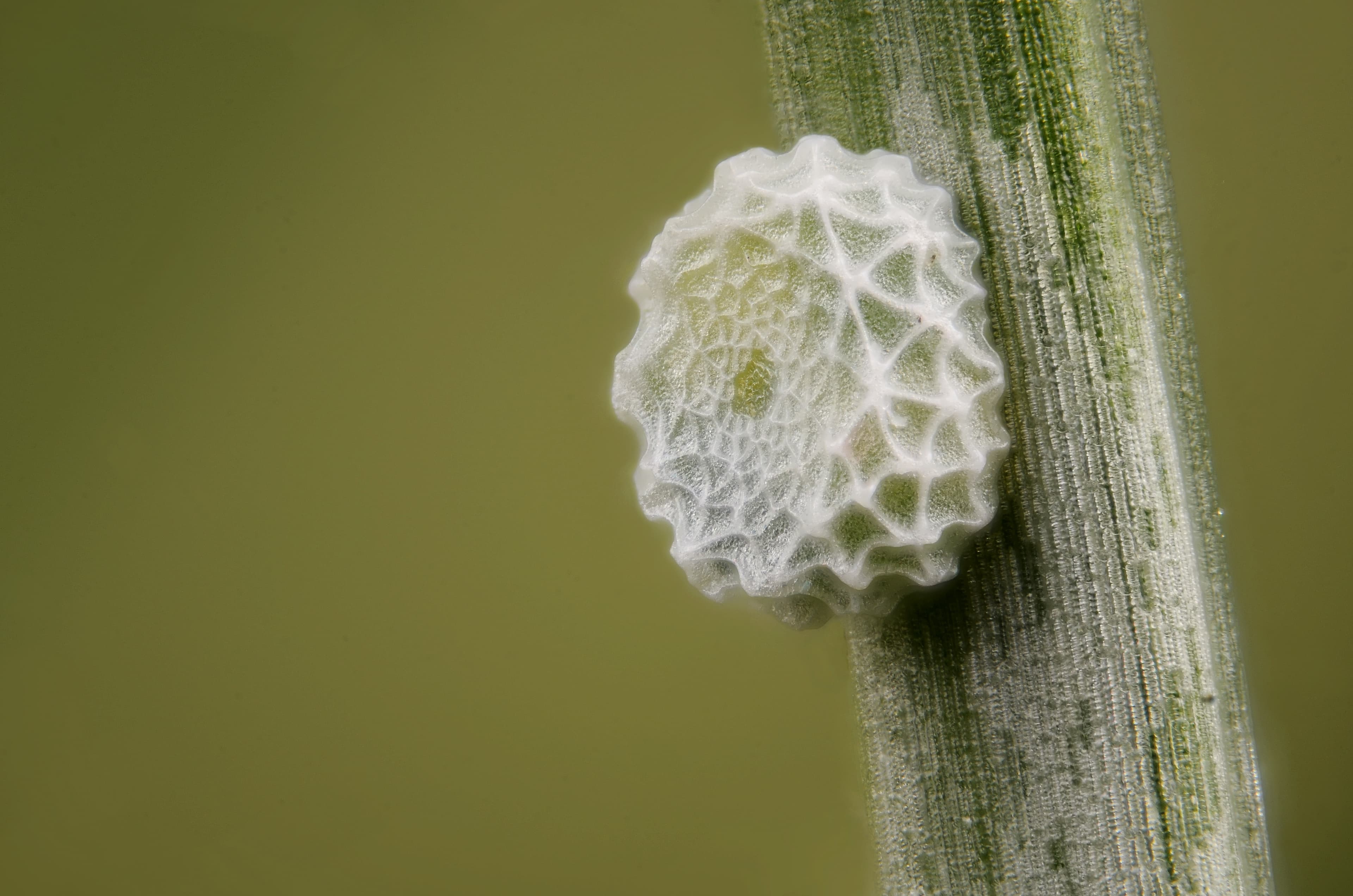 Polyommatus coridon