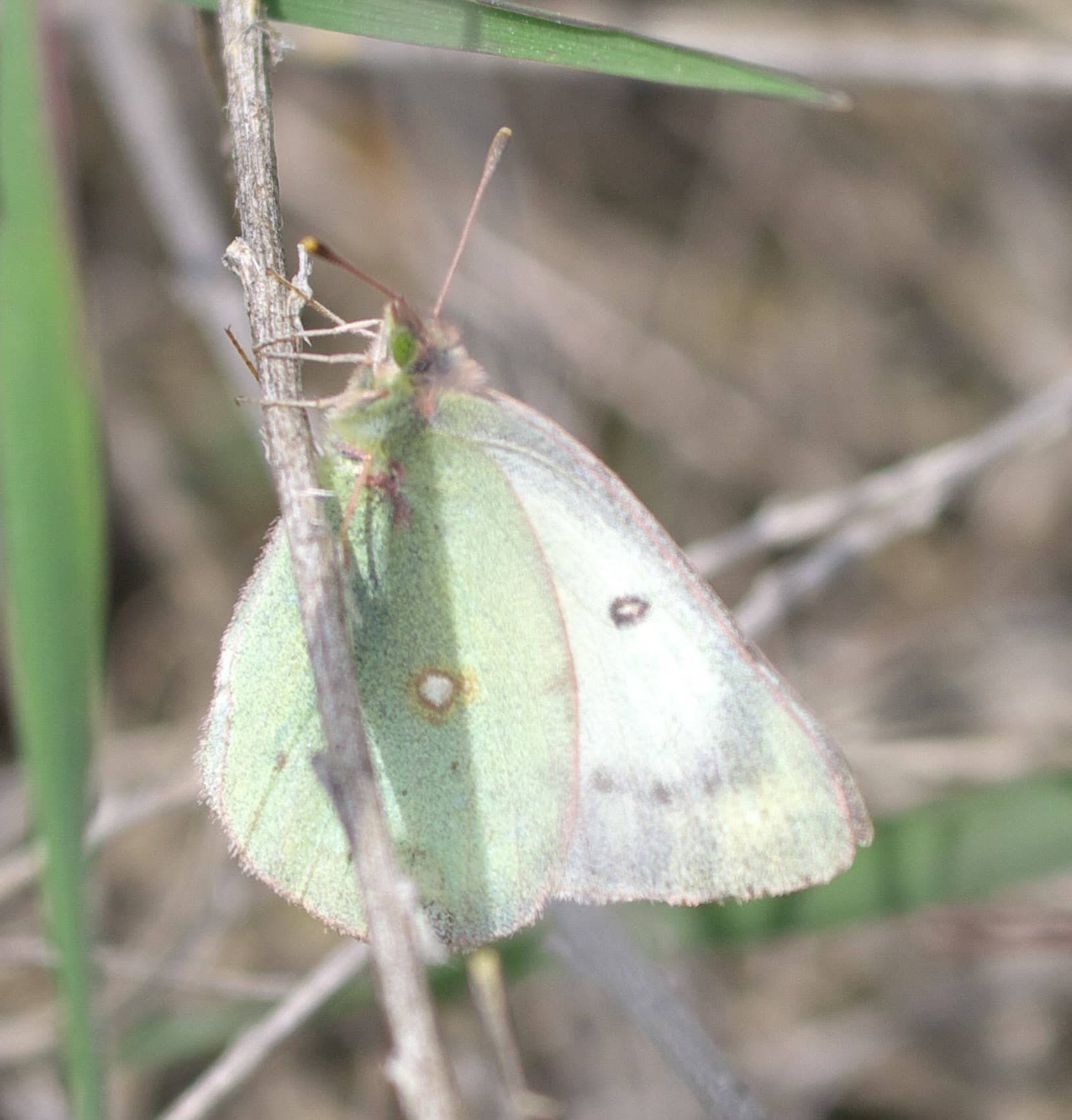 Colias philodice