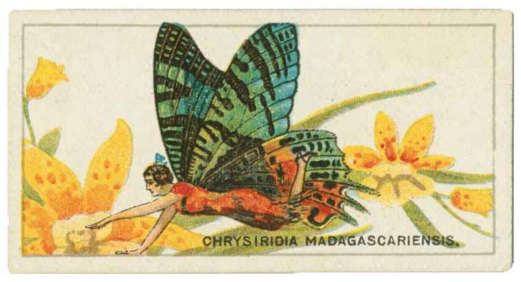 Chrysiridia rhipheus