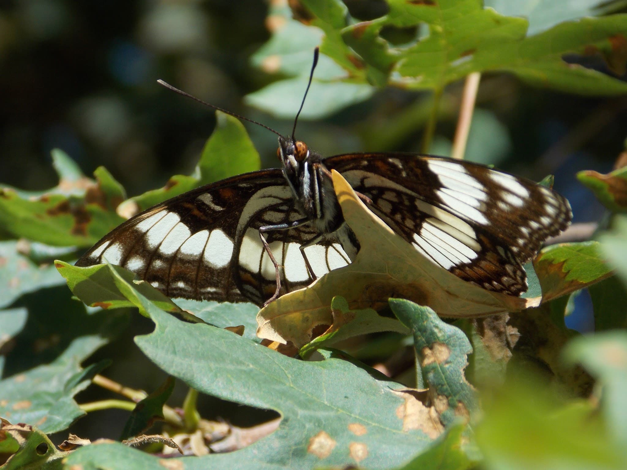 Weidemeyer's Admiral