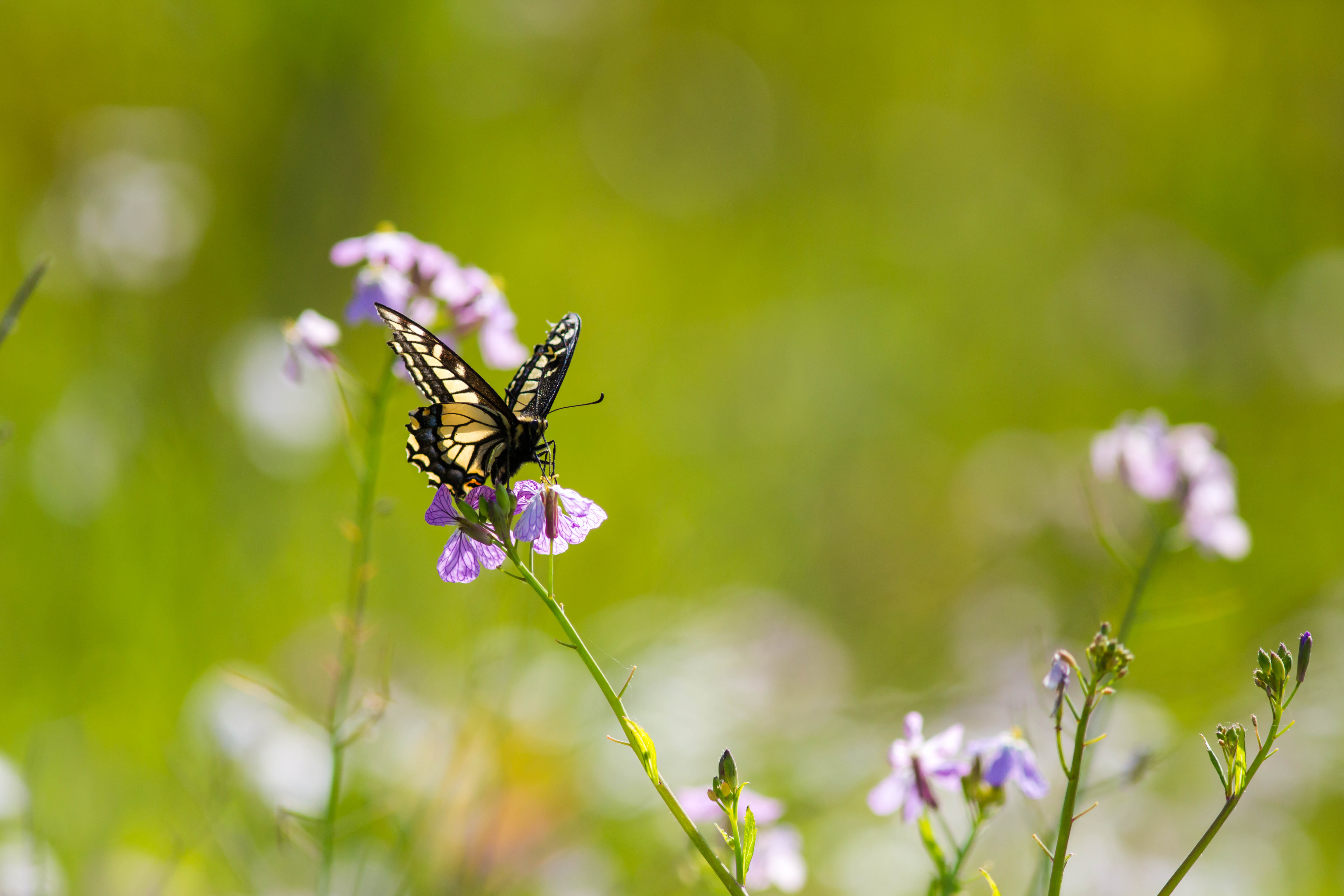 Anise Swallowtail