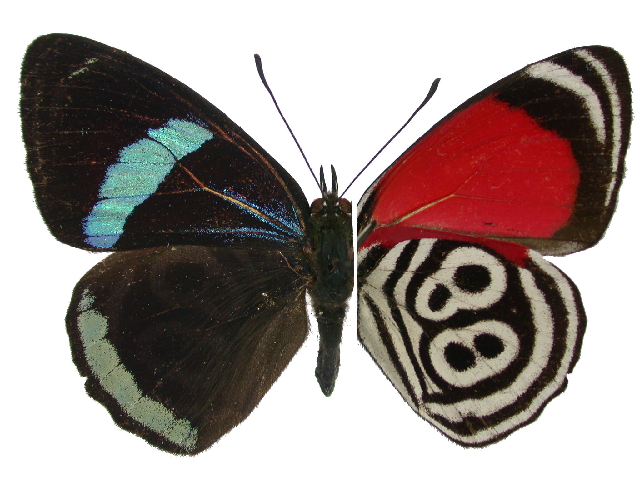 Diaethria clymena