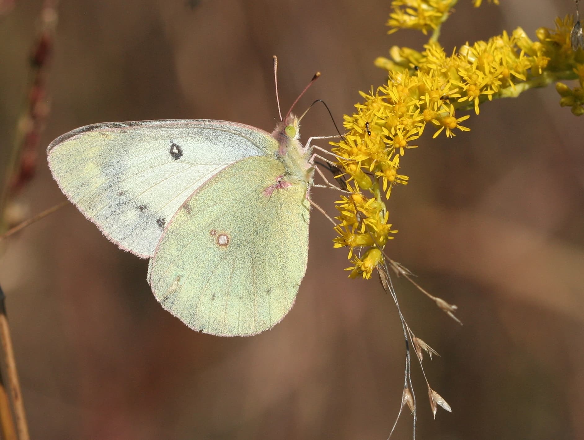 Colias philodice