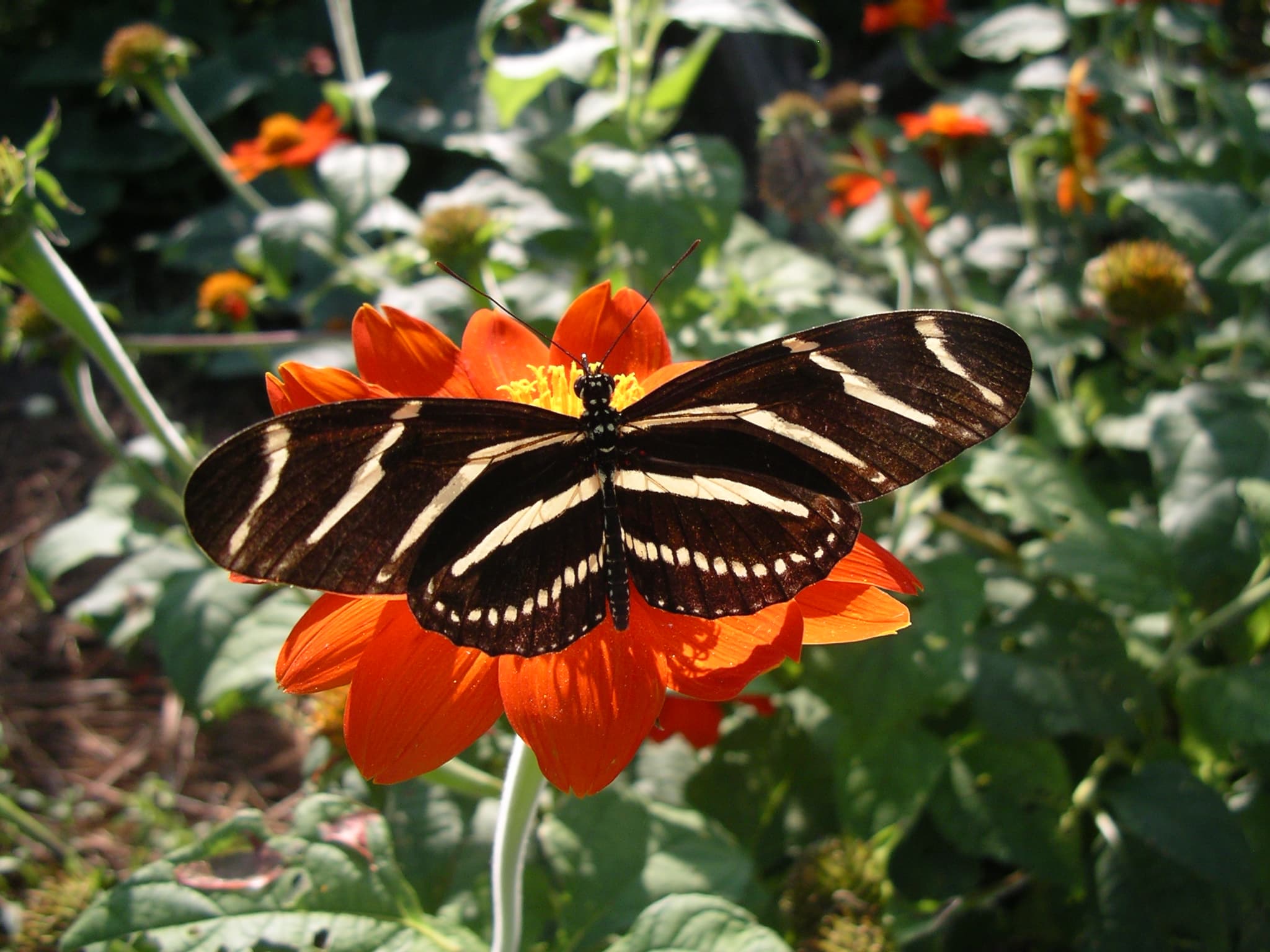 Zebra Longwing