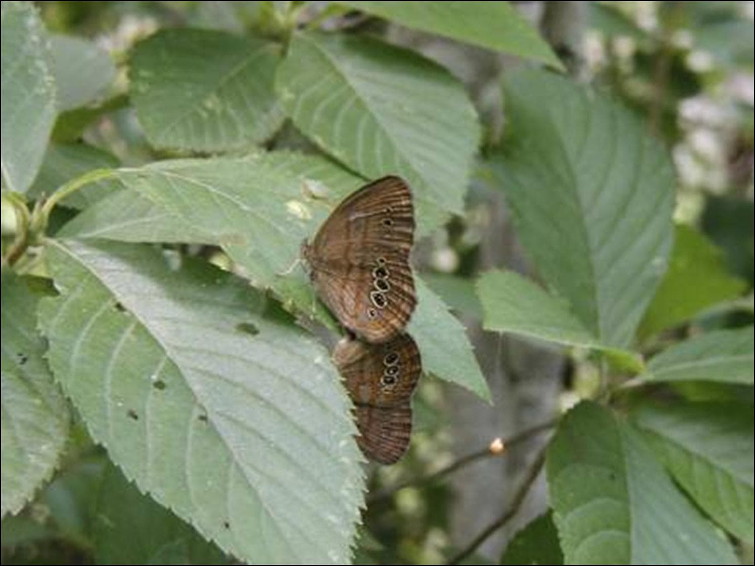 Neonympha mitchellii