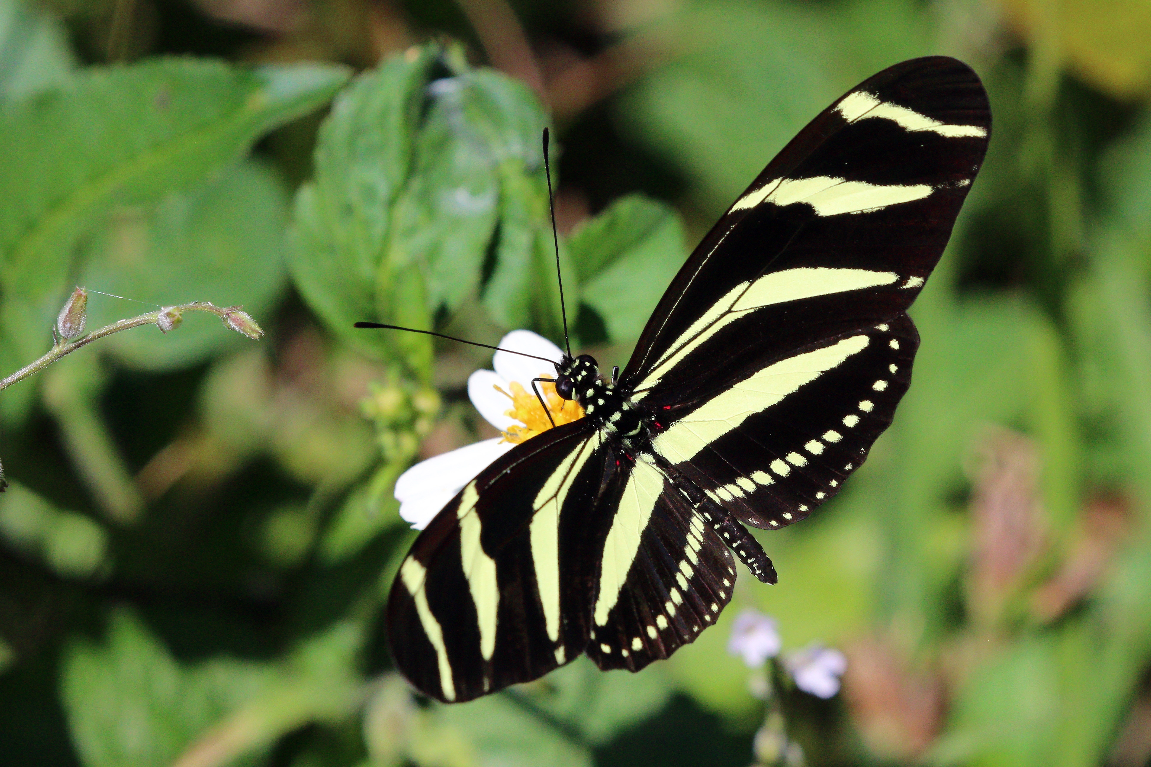 Heliconius charithonia ramsdeni
