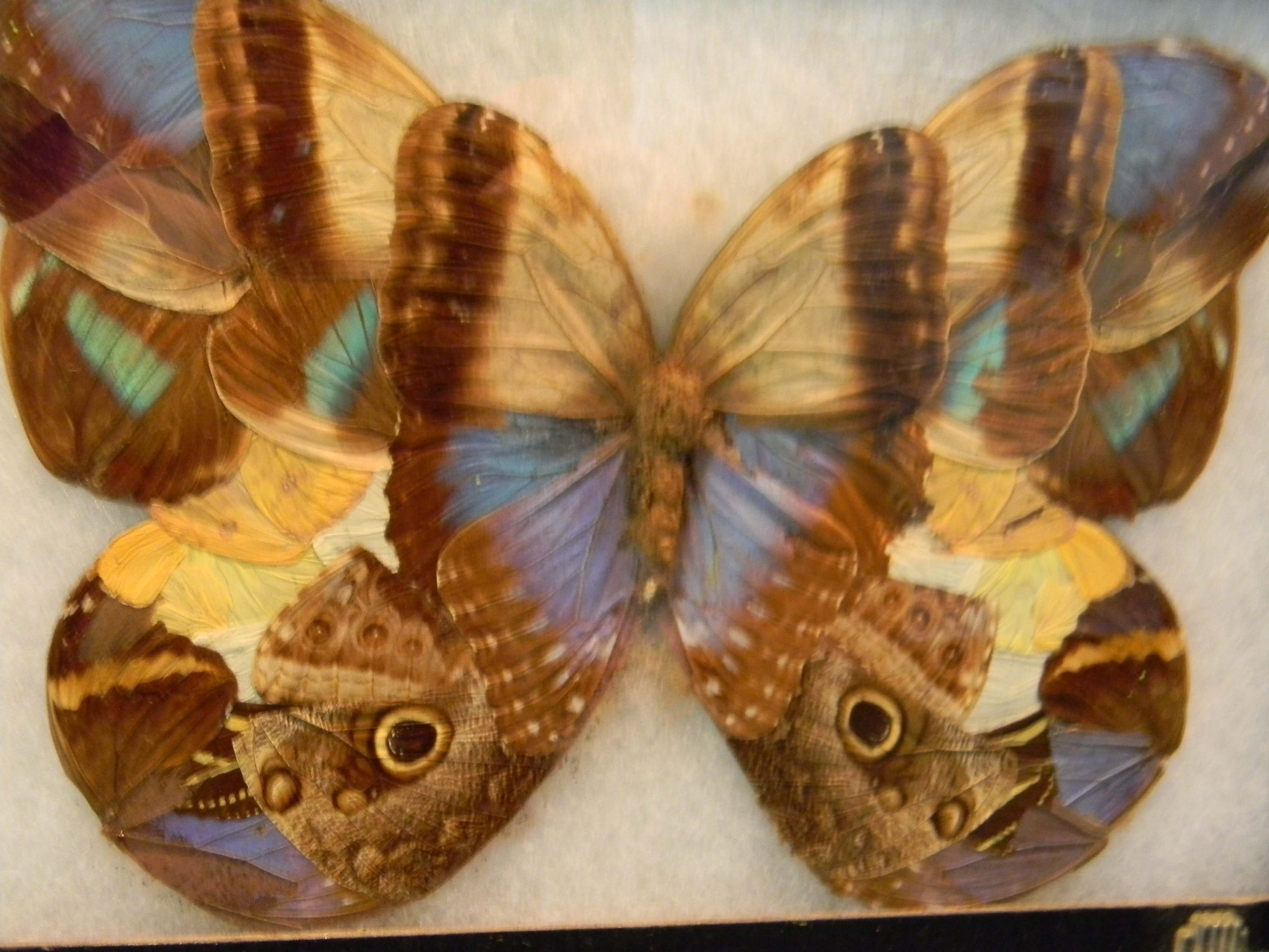 Peleides Blue Morpho