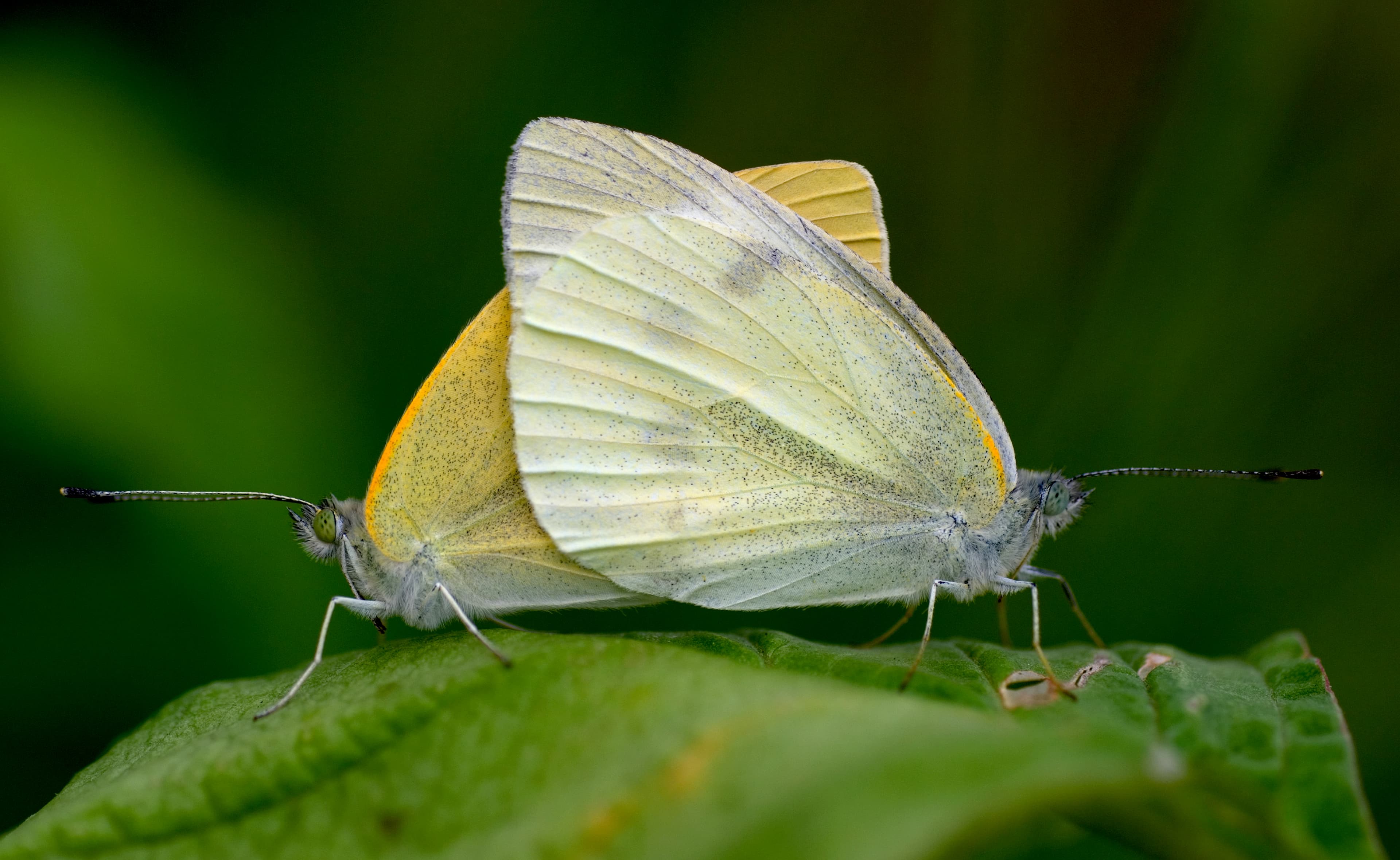 Pieris rapae
