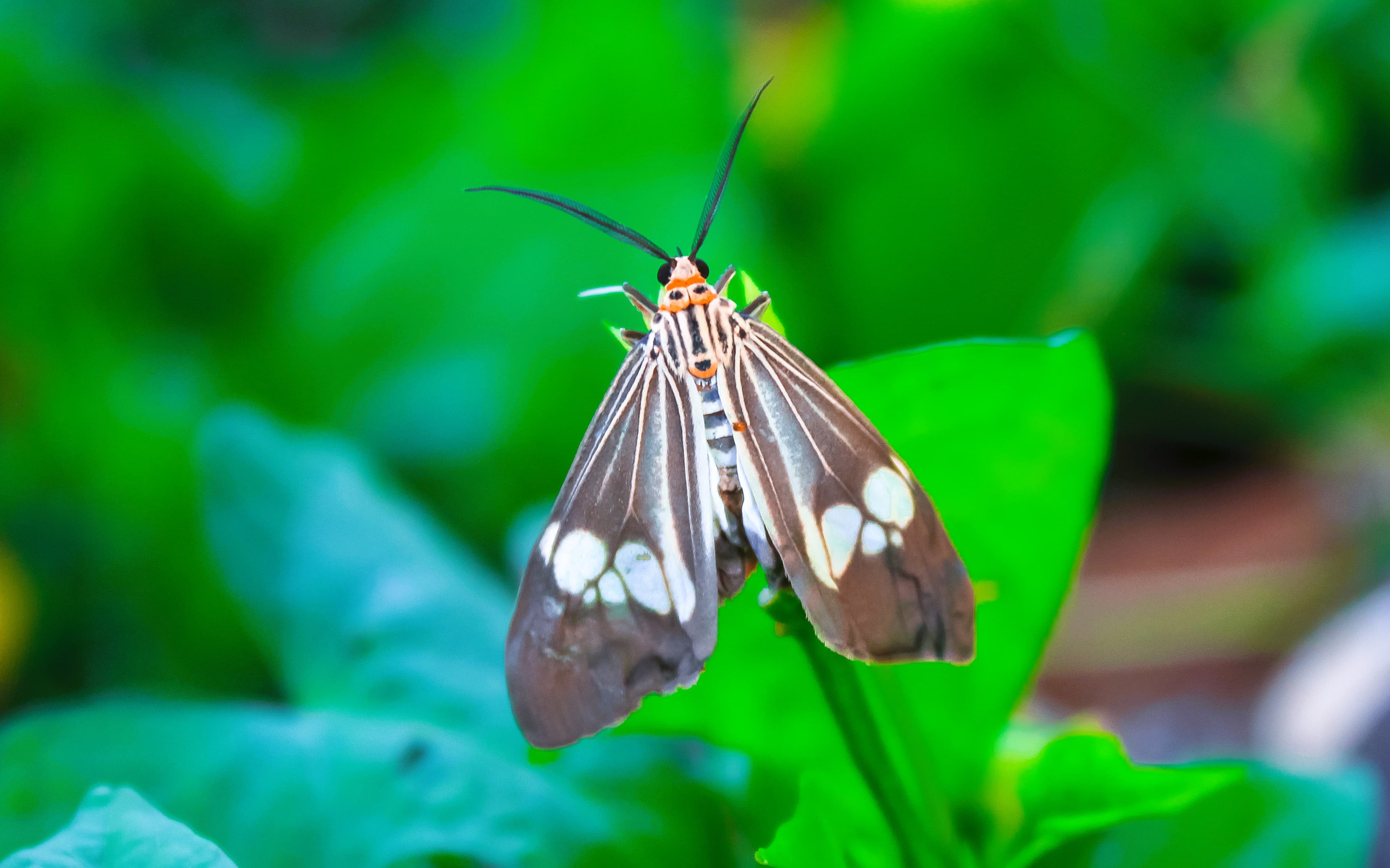Milkweed Tiger Moth