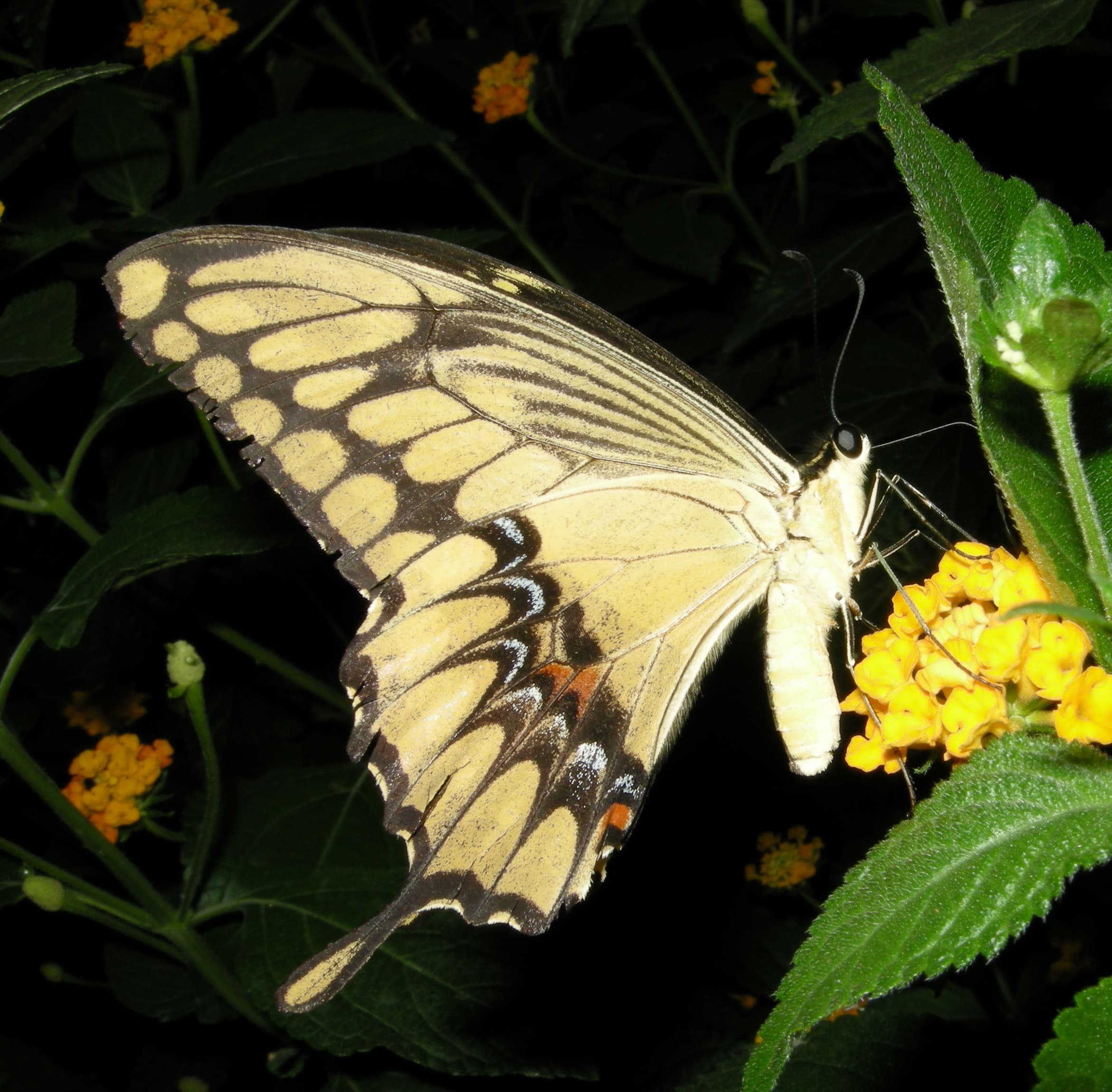 Papilio cresphontes