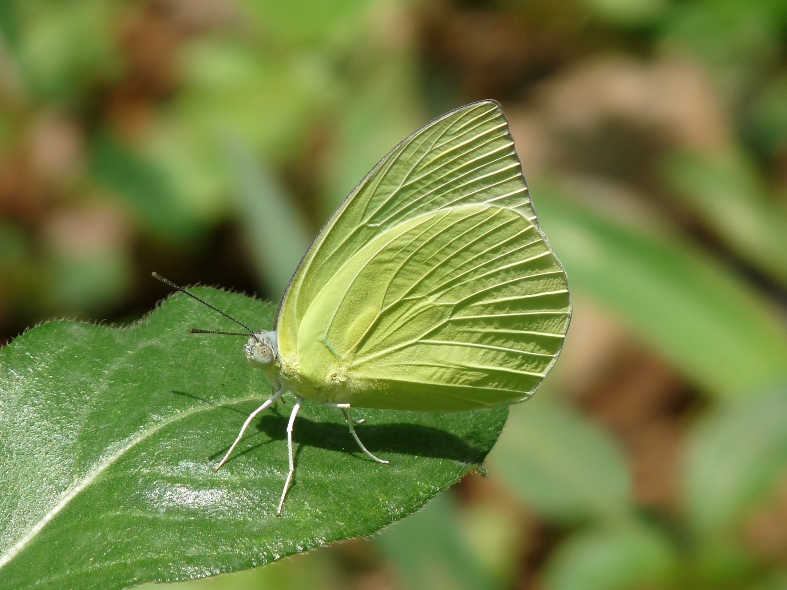Lemon Emigrant