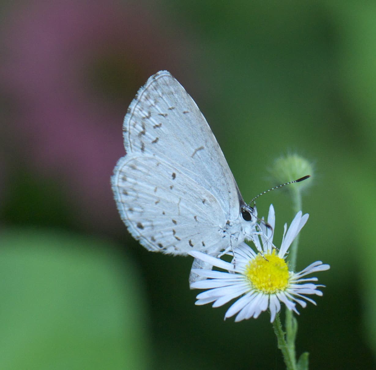 Celastrina neglecta