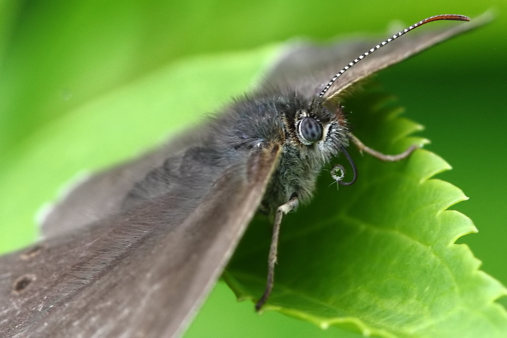 Aphantopus hyperantus