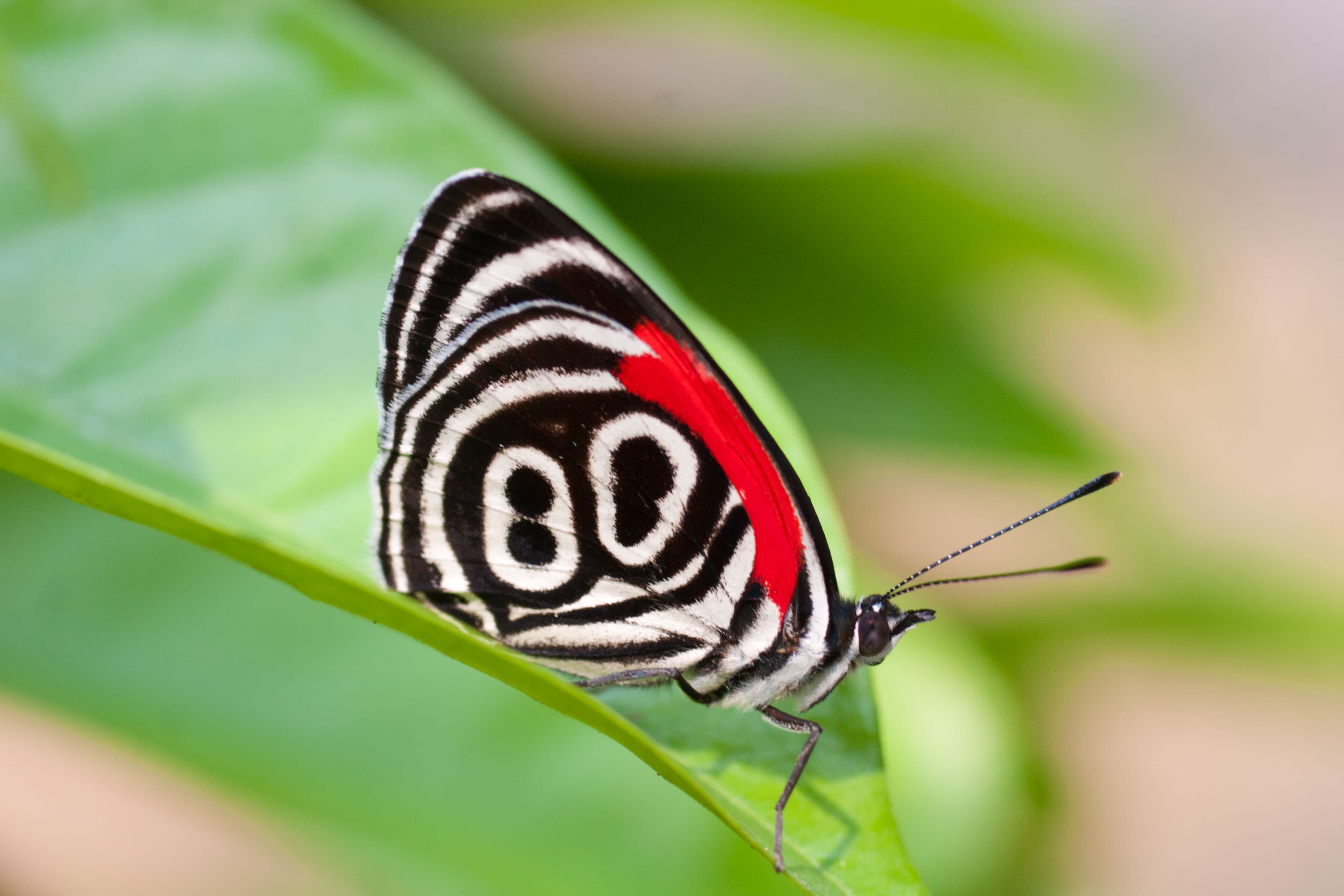 Diaethria clymena bourcieri