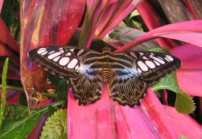Parthenos sylvia
