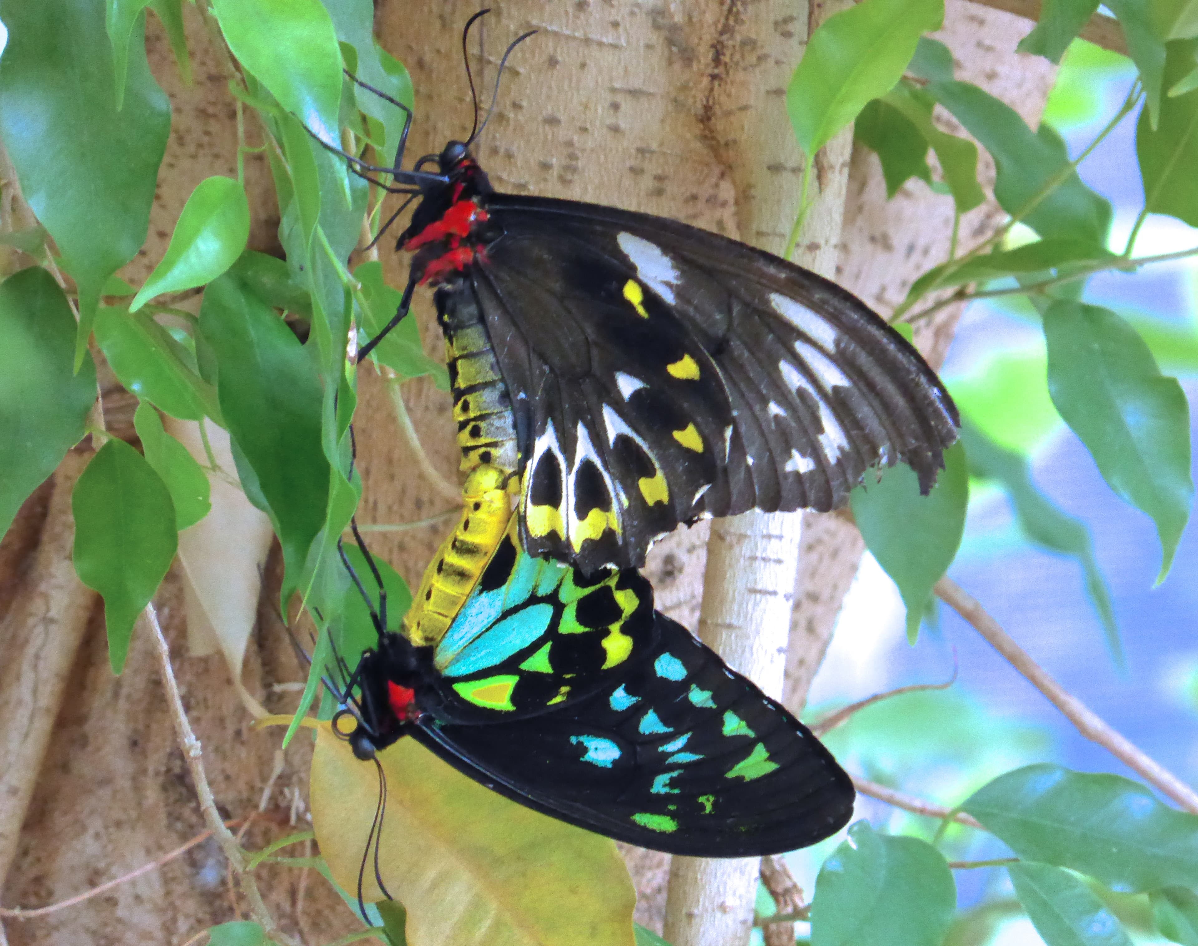 Cairns Birdwing