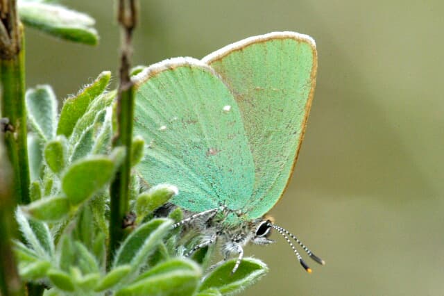 Callophrys rubi